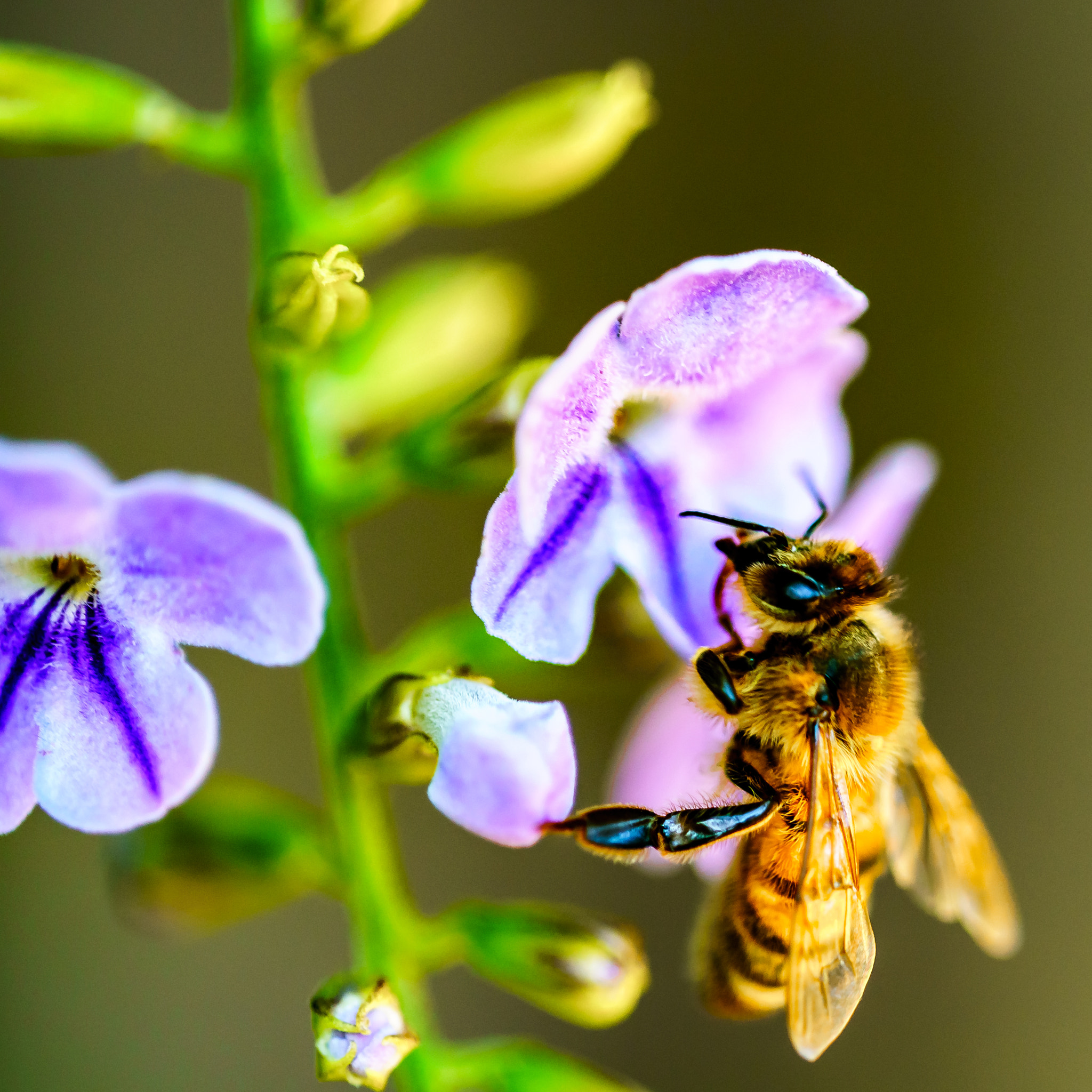 Sony a7R II + Canon EF 100mm F2.8L Macro IS USM sample photo. Morning worker photography