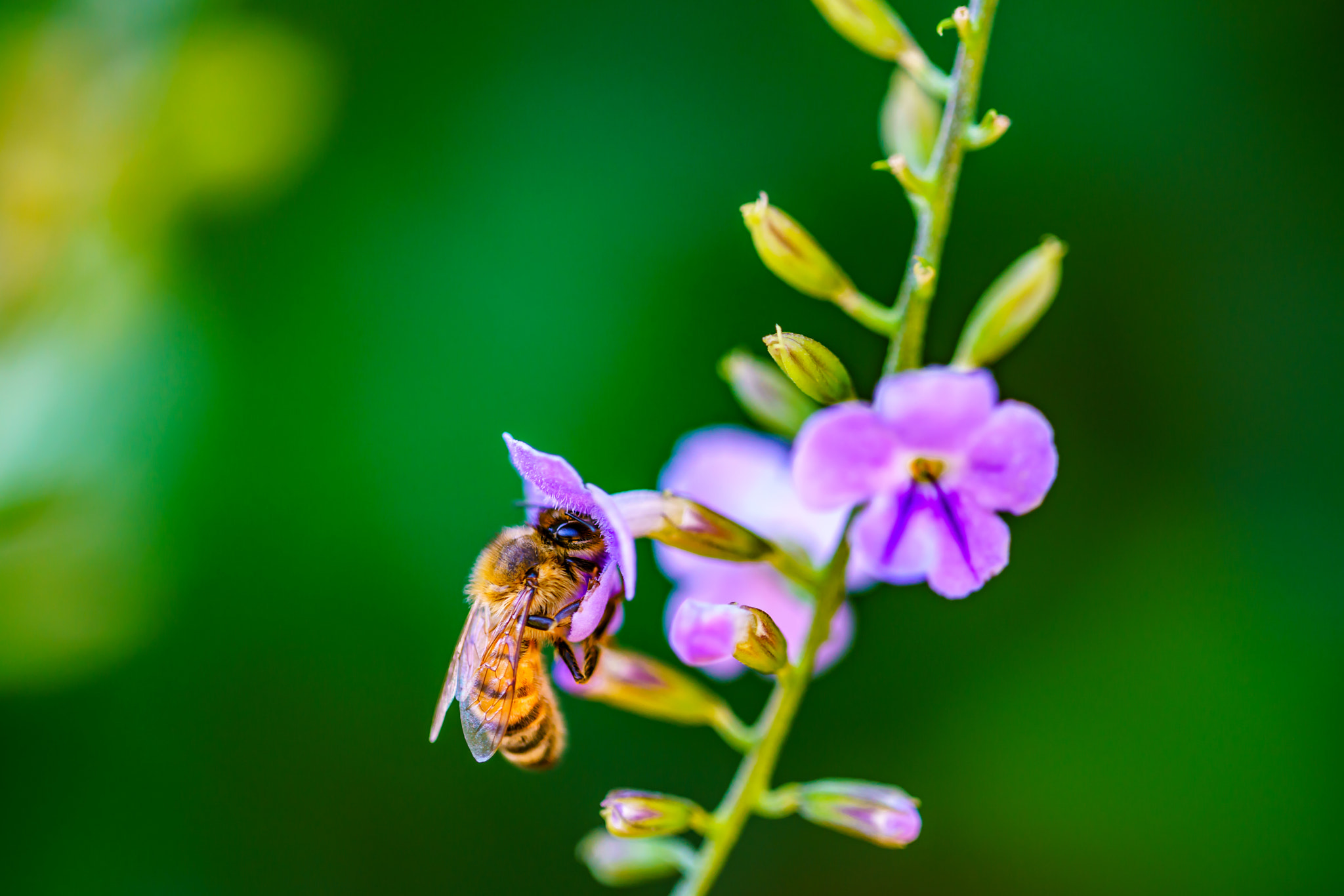 Sony a7R II + Canon EF 100mm F2.8L Macro IS USM sample photo. Busy bee photography