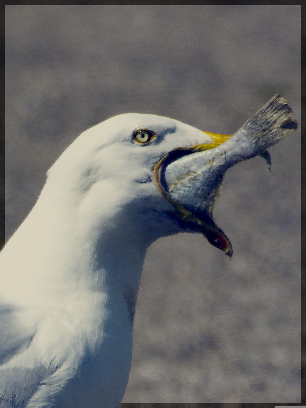Sigma 150-600mm F5-6.3 DG OS HSM | C sample photo. Portrait of a feasting seagull photography