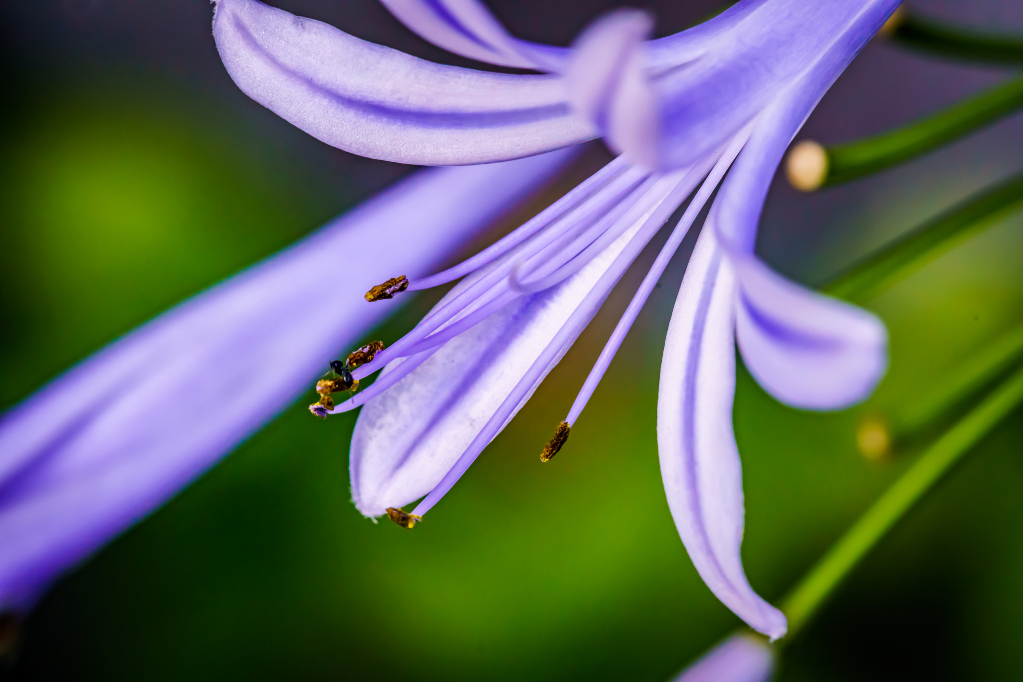 Sony a7R II + Canon EF 100mm F2.8L Macro IS USM sample photo. Agapanthus photography