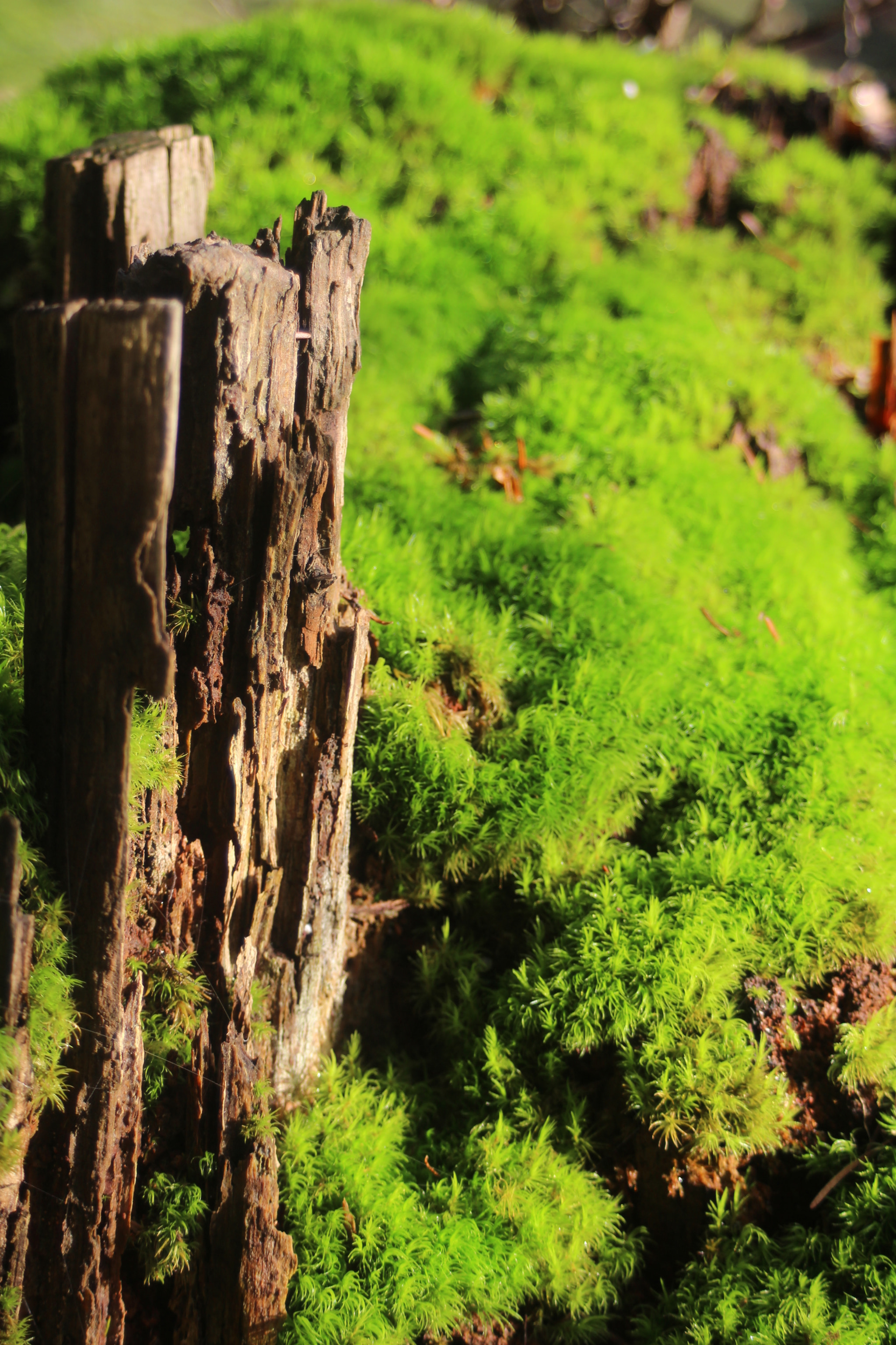 Canon EF 35-80mm f/4-5.6 sample photo. Lovely green photography