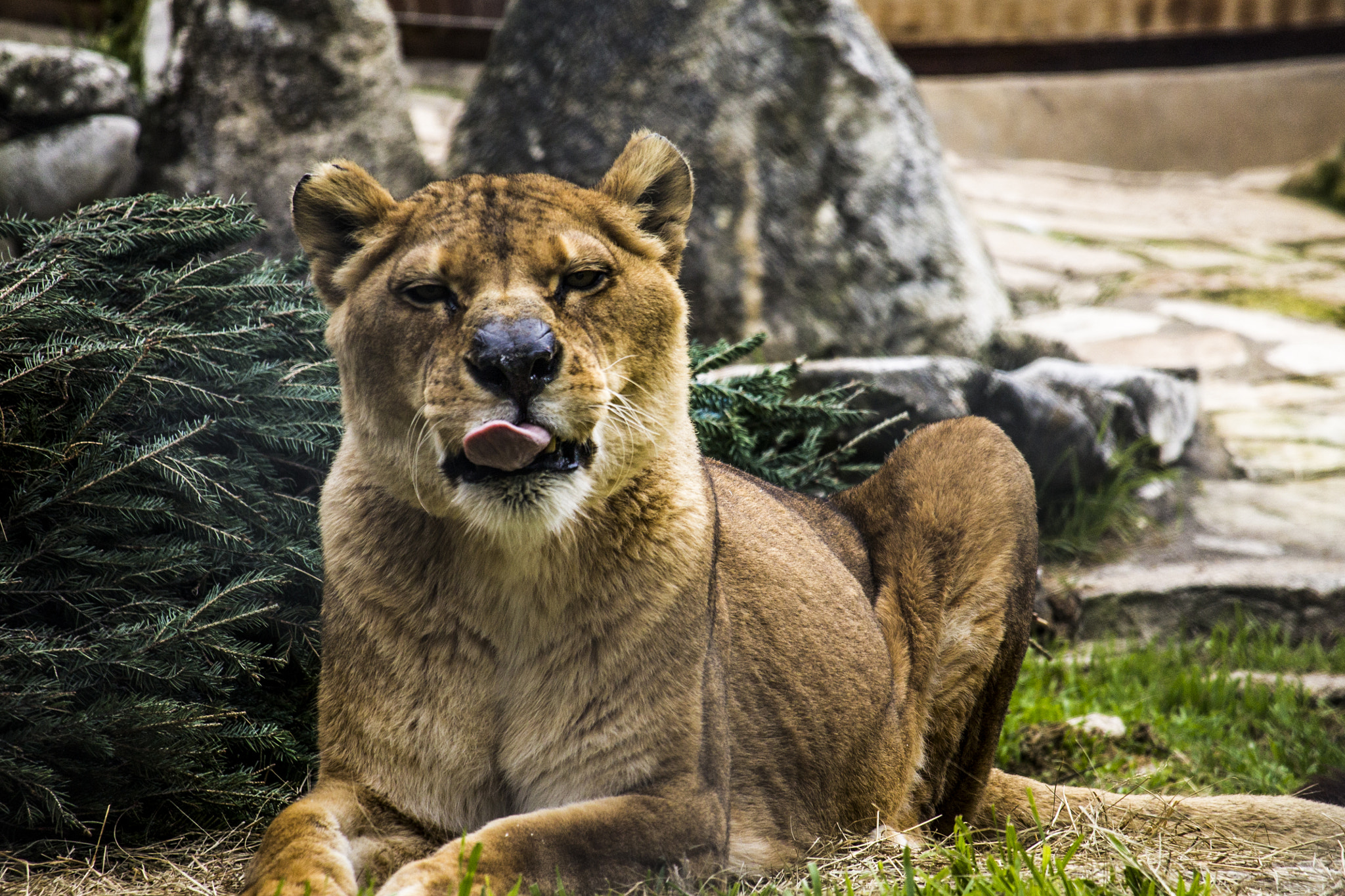 Canon EF-S 55-250mm F4-5.6 IS STM sample photo. Tongue out photography
