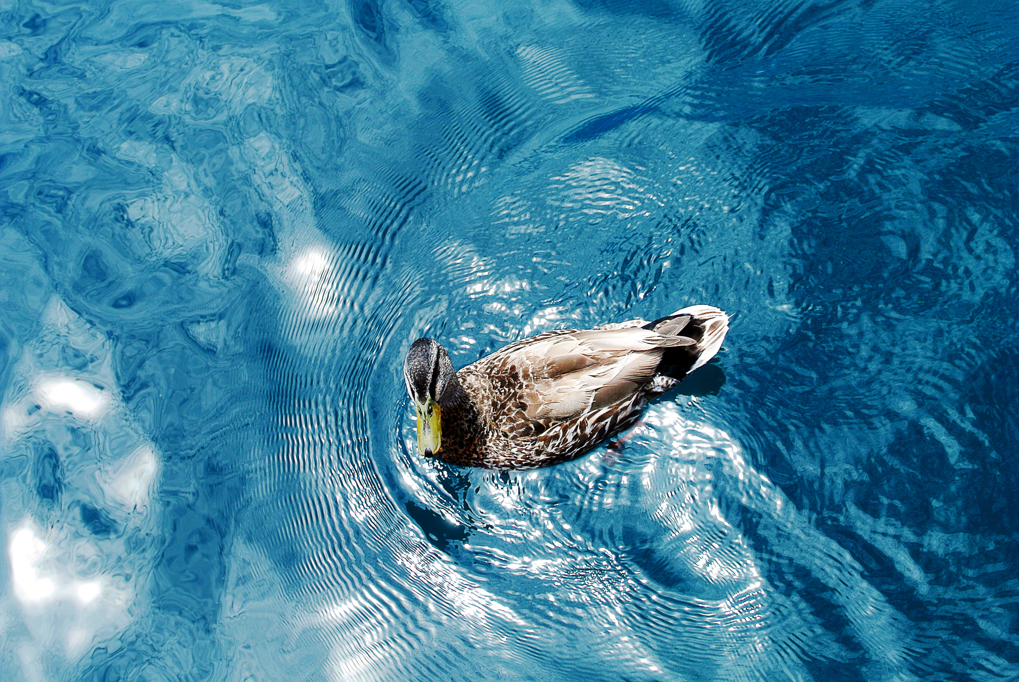 Nikon 1 V1 + Nikon 1 Nikkor 18.5mm F1.8 sample photo. Taupo lake - new zealand - duck photography