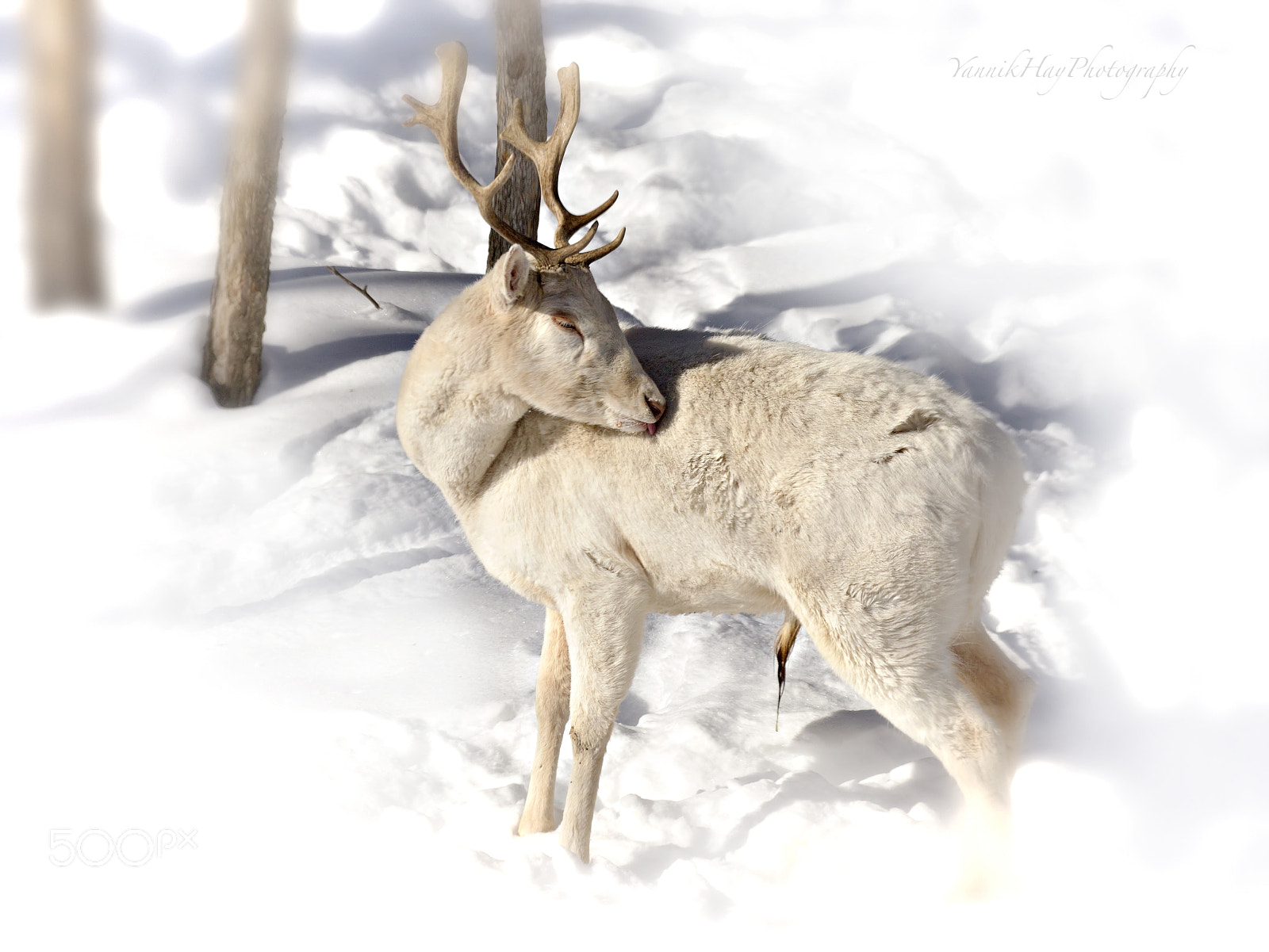 Canon EF 70-200mm F2.8L IS II USM sample photo. Albino white tail deer photography