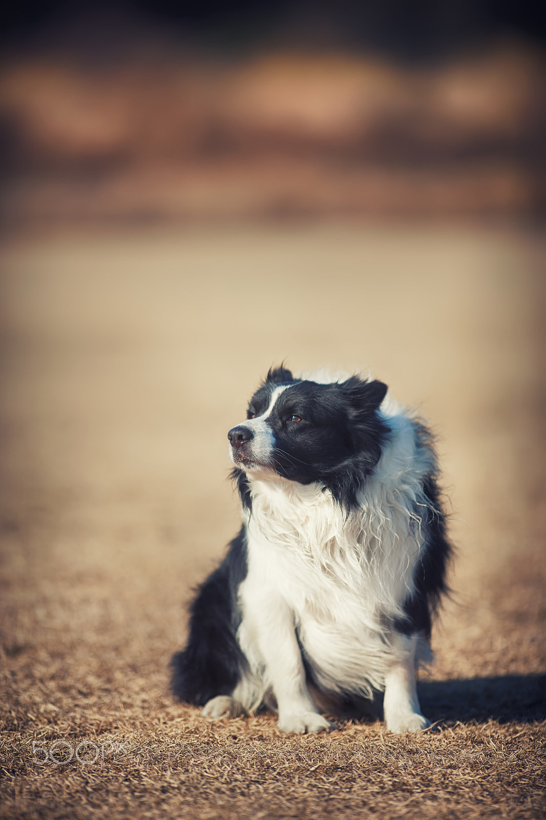Canon EF 200mm f/1.8L sample photo. Mung photography