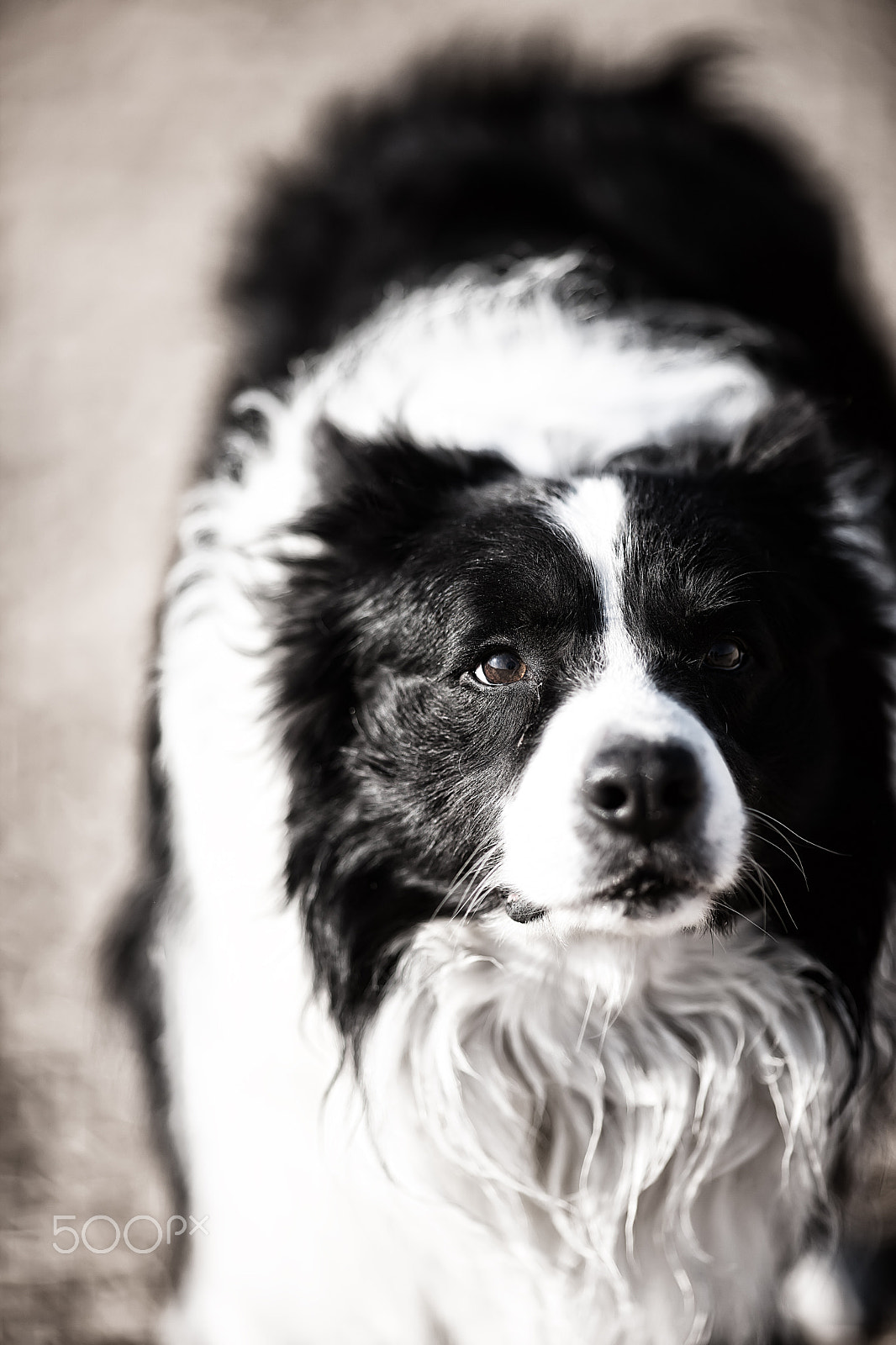 Canon EF 200mm f/1.8L sample photo. Mung photography