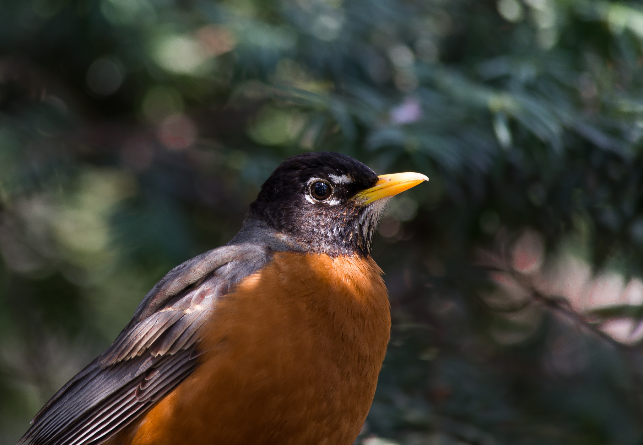 Nikon D600 sample photo. Bird photography