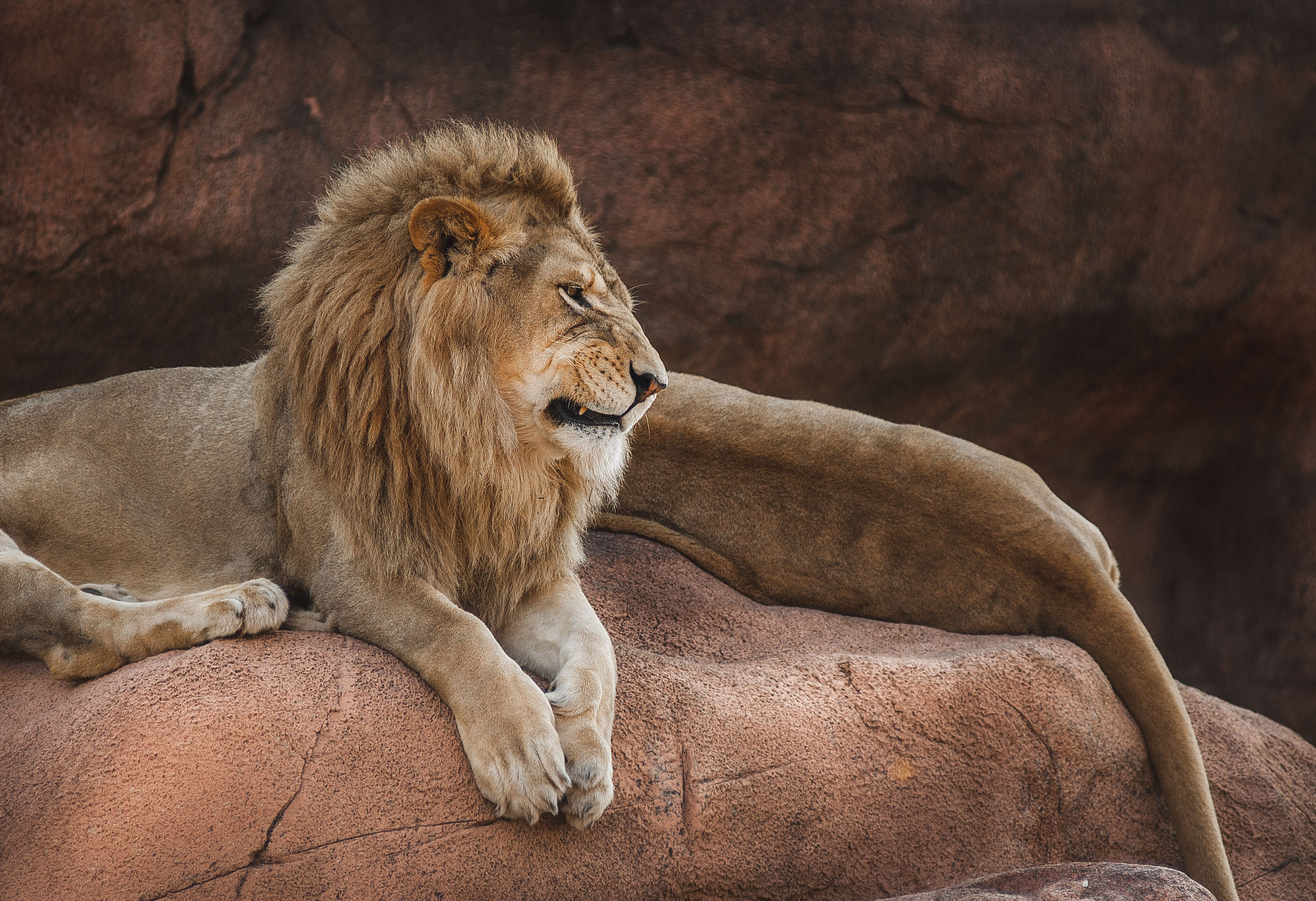 Nikon D70s sample photo. Big cats photography