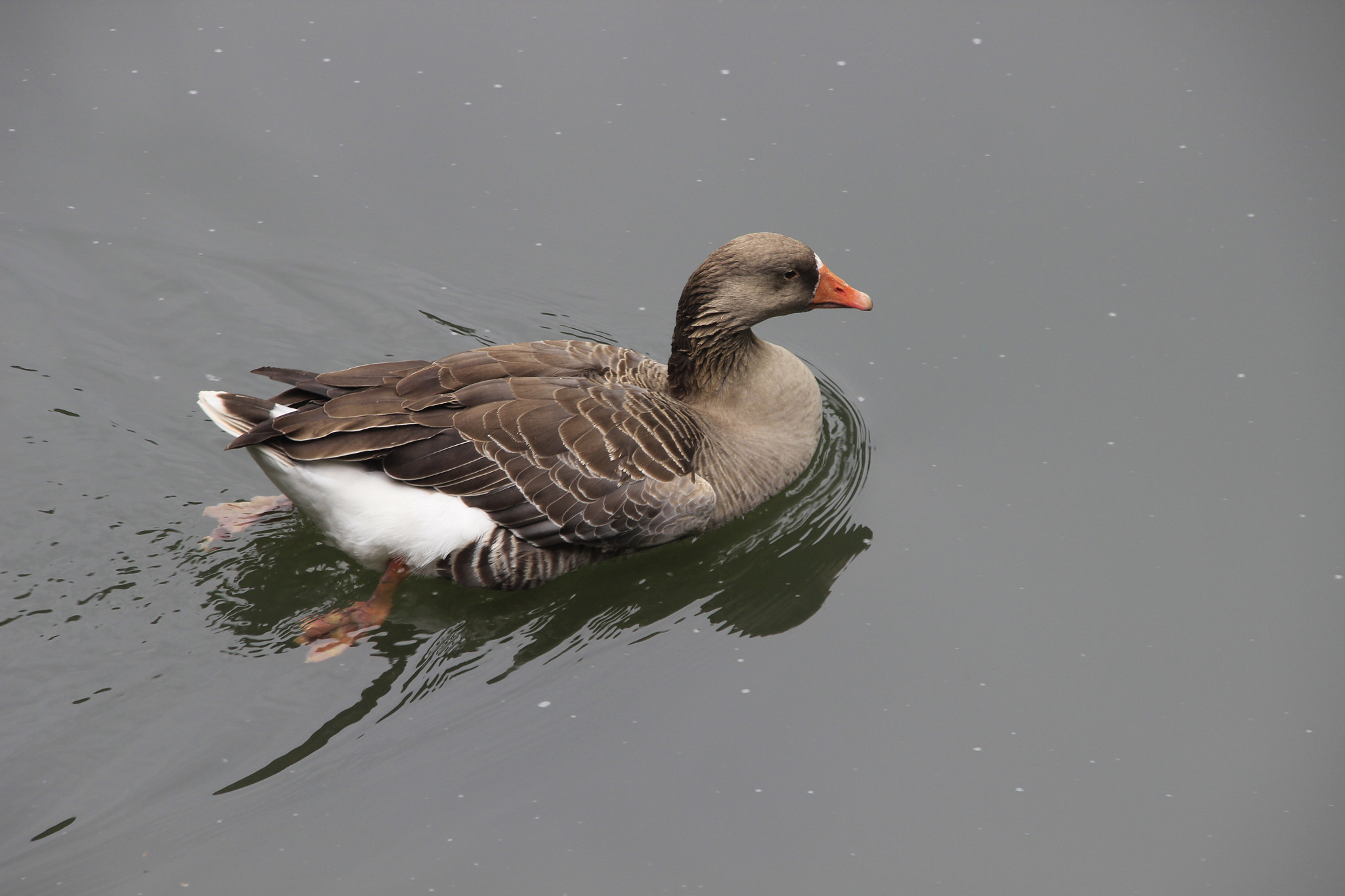 Sigma 18-200mm f/3.5-6.3 DC OS sample photo. Swim photography