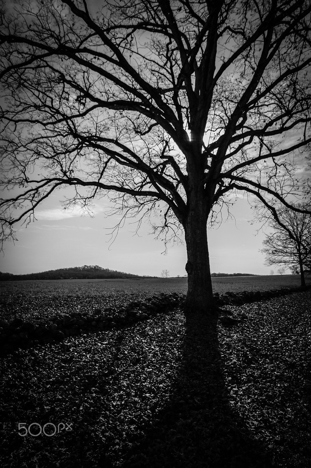 Canon EF 14mm F2.8L II USM sample photo. Standing tall photography