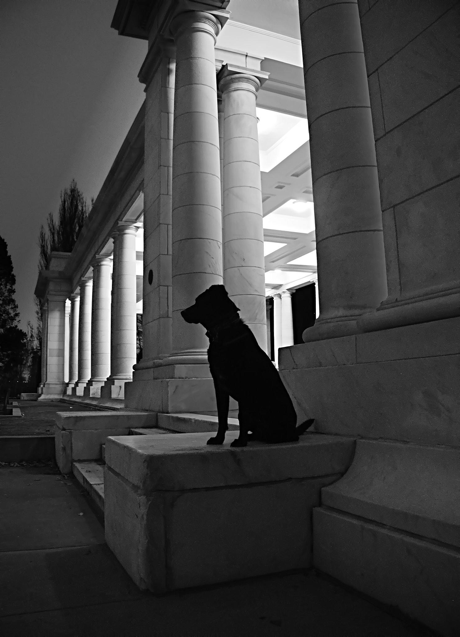 Olympus OM-D E-M5 sample photo. My pup photography