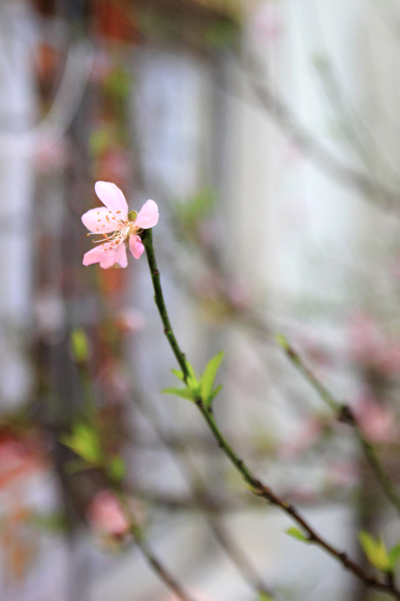 Canon EOS 550D (EOS Rebel T2i / EOS Kiss X4) sample photo. New year peach blossom photography