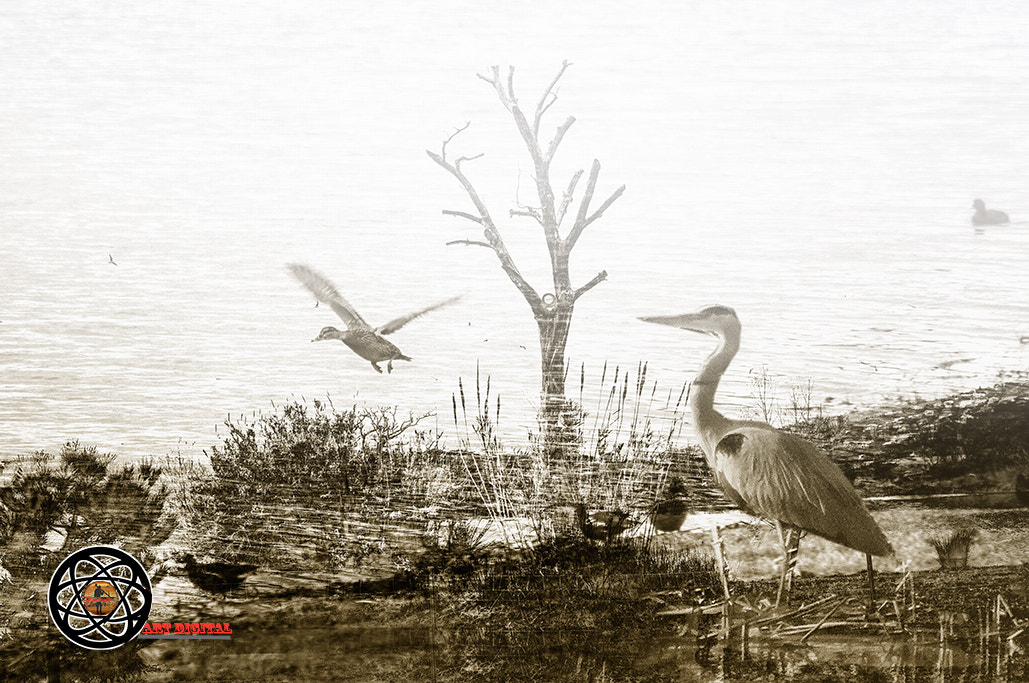 AF Zoom-Nikkor 24-50mm f/3.3-4.5D sample photo. El bernat pescaire ii photography