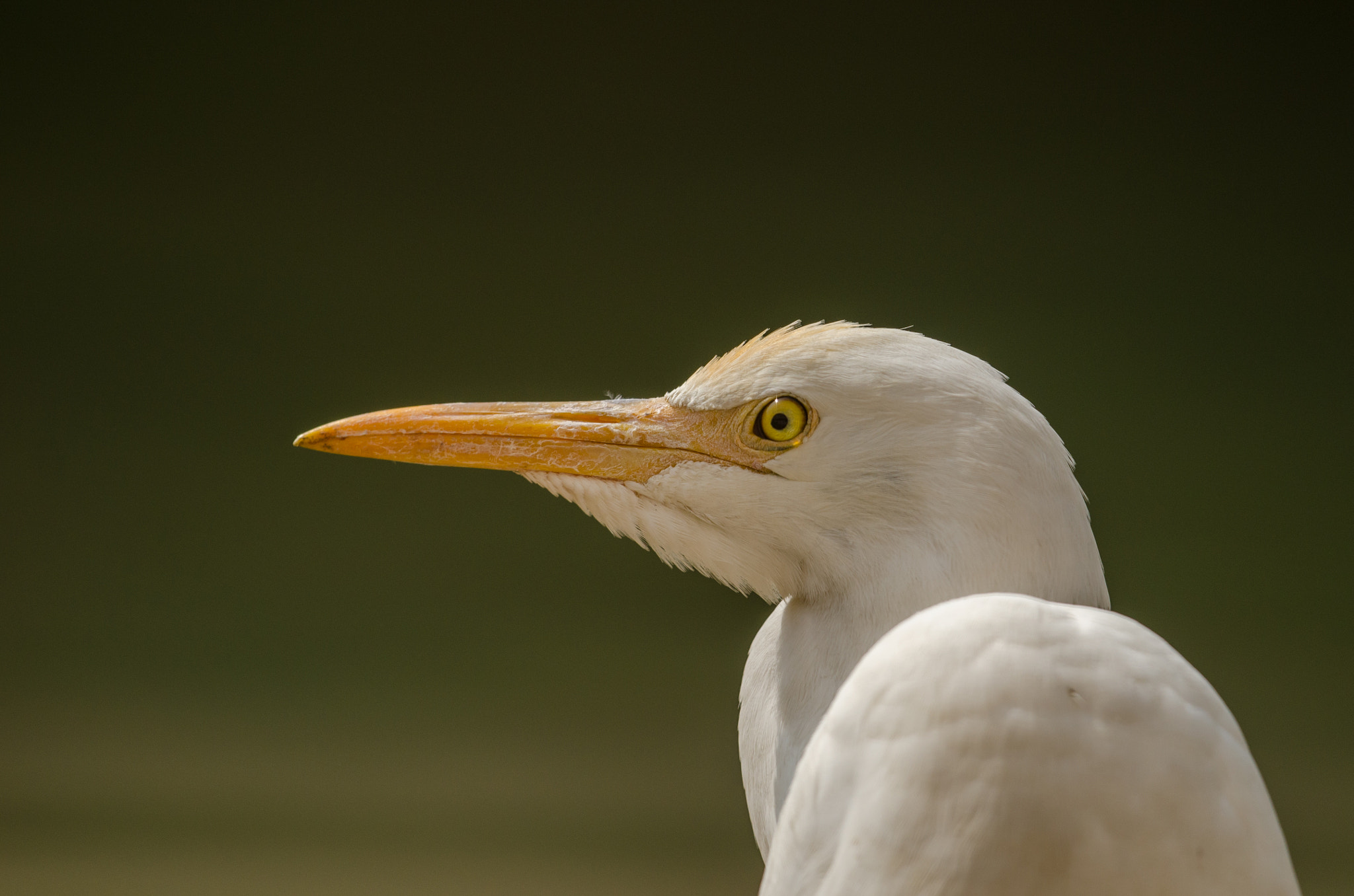 Nikon D7000 + Nikon AF-S Nikkor 500mm F4G ED VR sample photo. Egret closeup photography