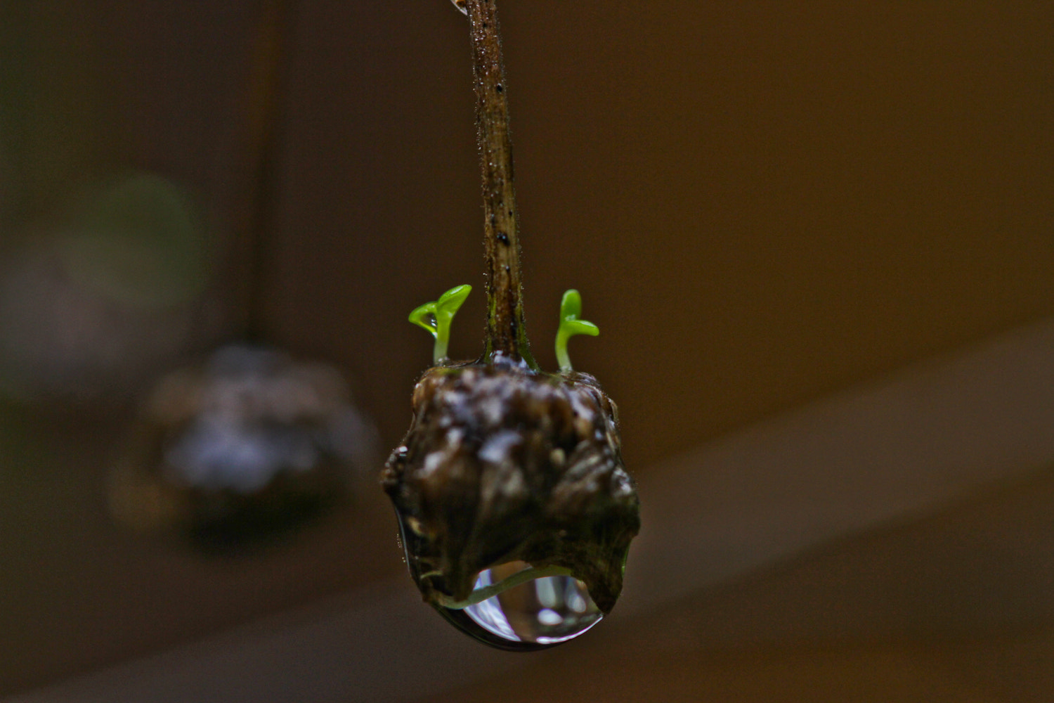 Canon EOS 7D + Canon EF 100mm F2.8 Macro USM sample photo. Impatient life photography
