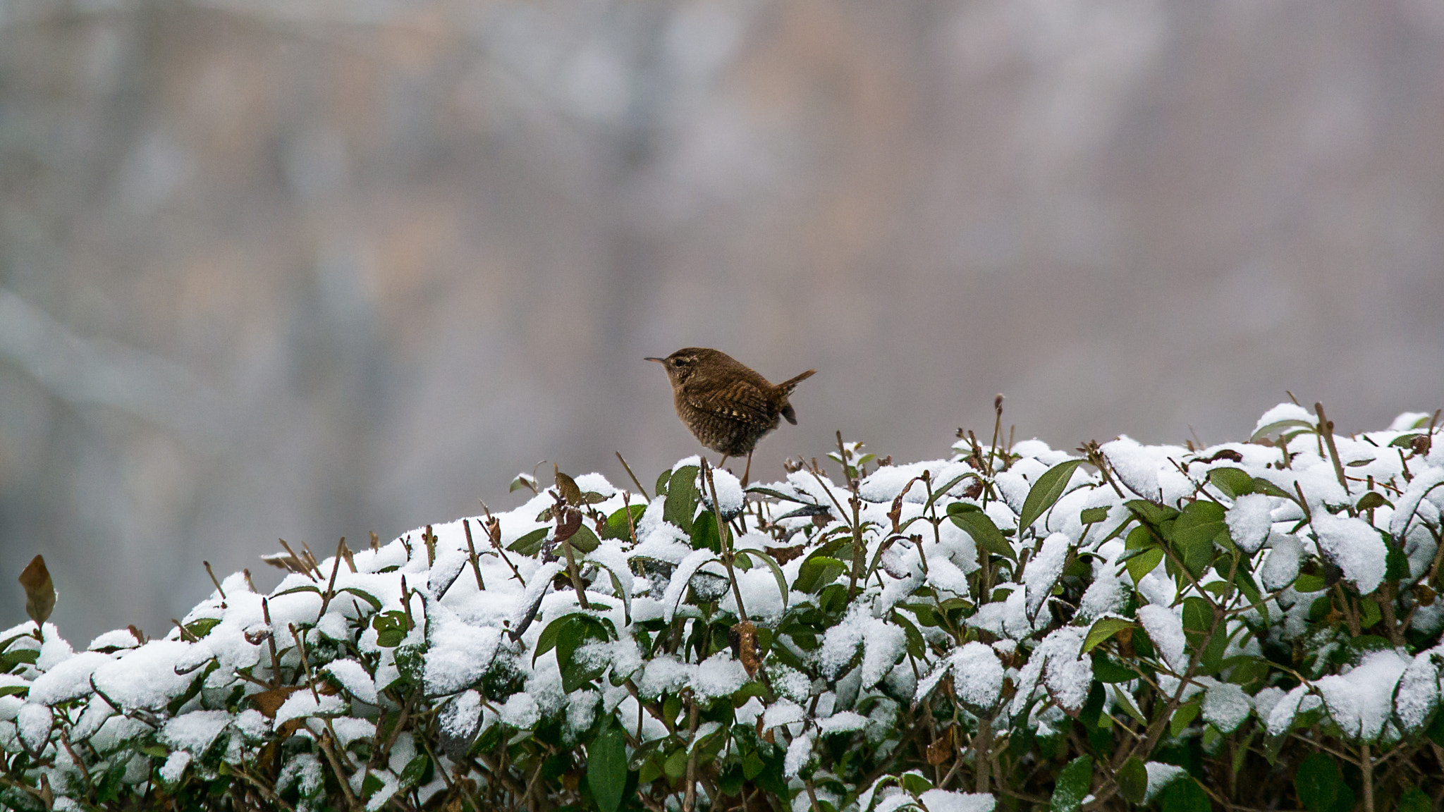 Samsung NX30 + Samsung NX 50-200mm F4-5.6 ED OIS sample photo. Eurasian wren photography
