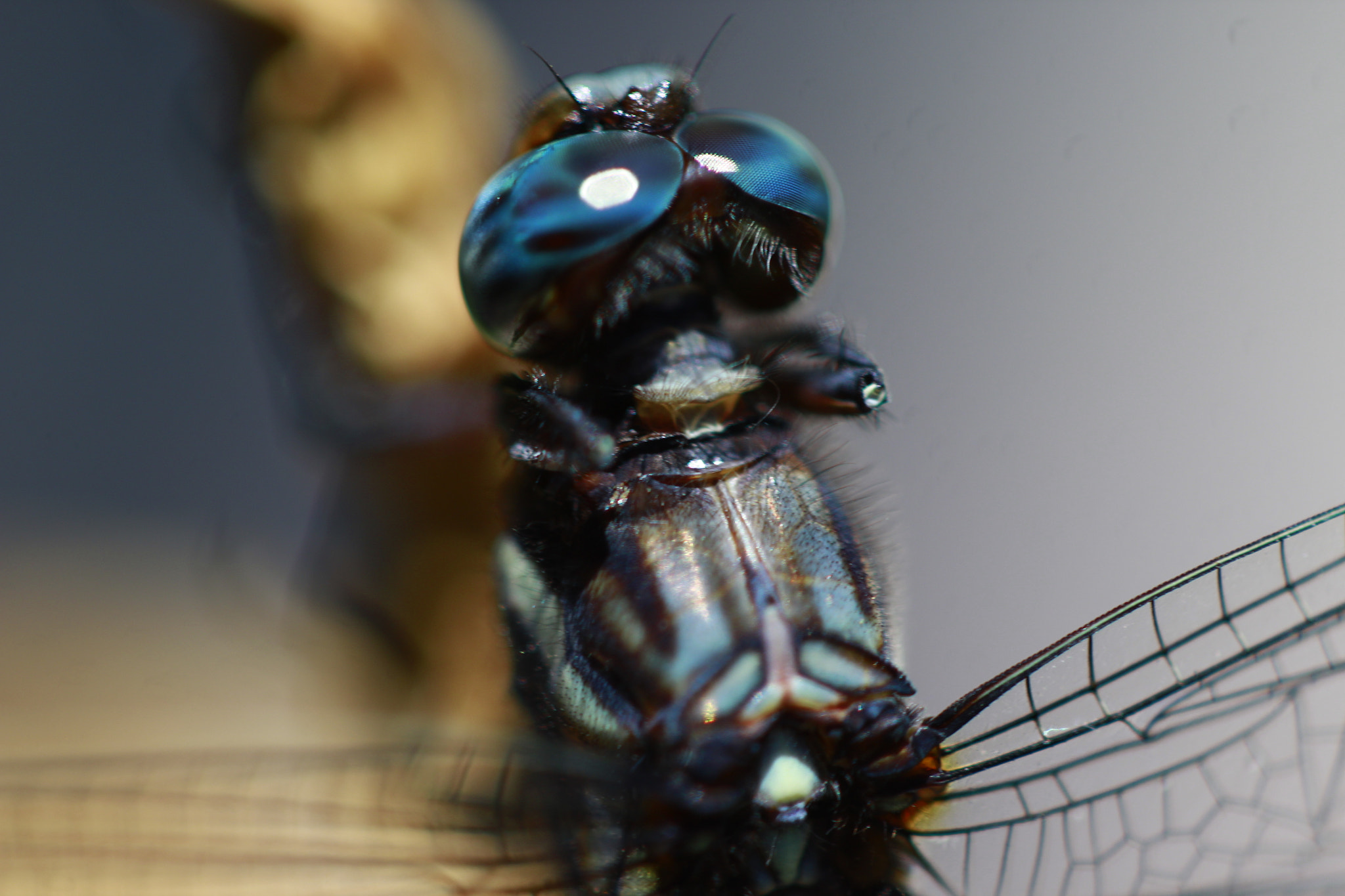 Canon EOS 1200D (EOS Rebel T5 / EOS Kiss X70 / EOS Hi) + Canon EF 100mm F2.8 Macro USM sample photo. Dragonfly photography