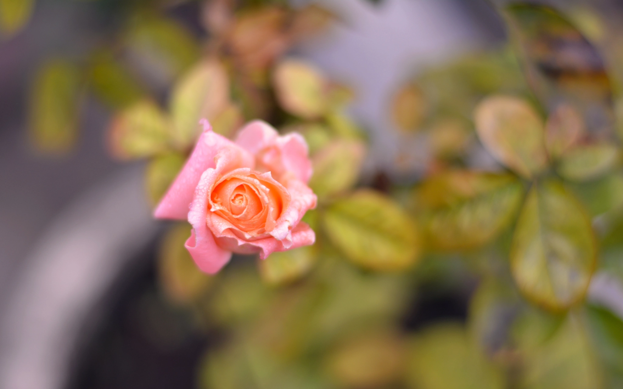 Nikon D5200 + AF Zoom-Nikkor 35-80mm f/4-5.6D sample photo. Morning rose. photography