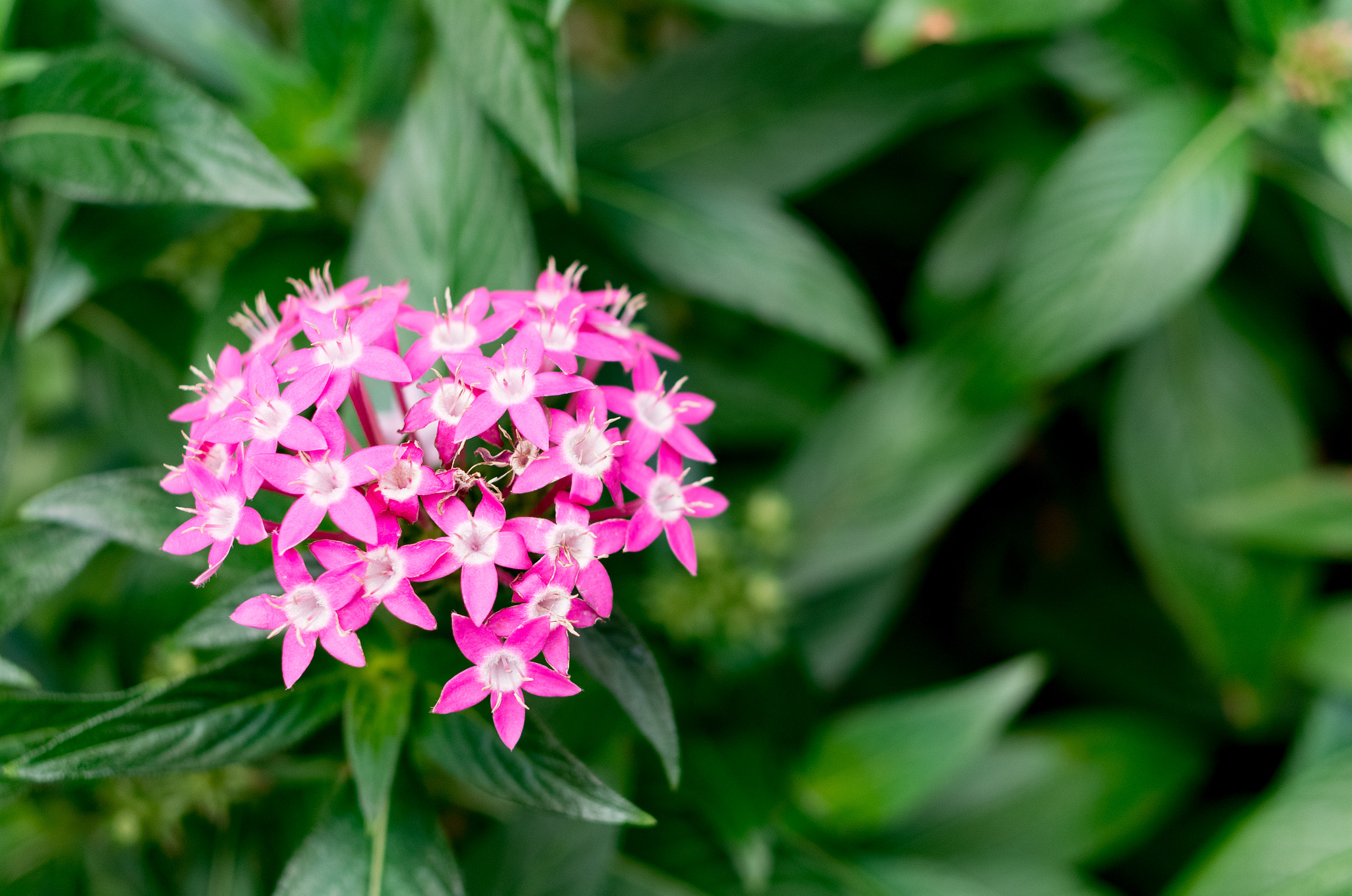 Pentax K-5 IIs sample photo. K52s8953.jpg photography
