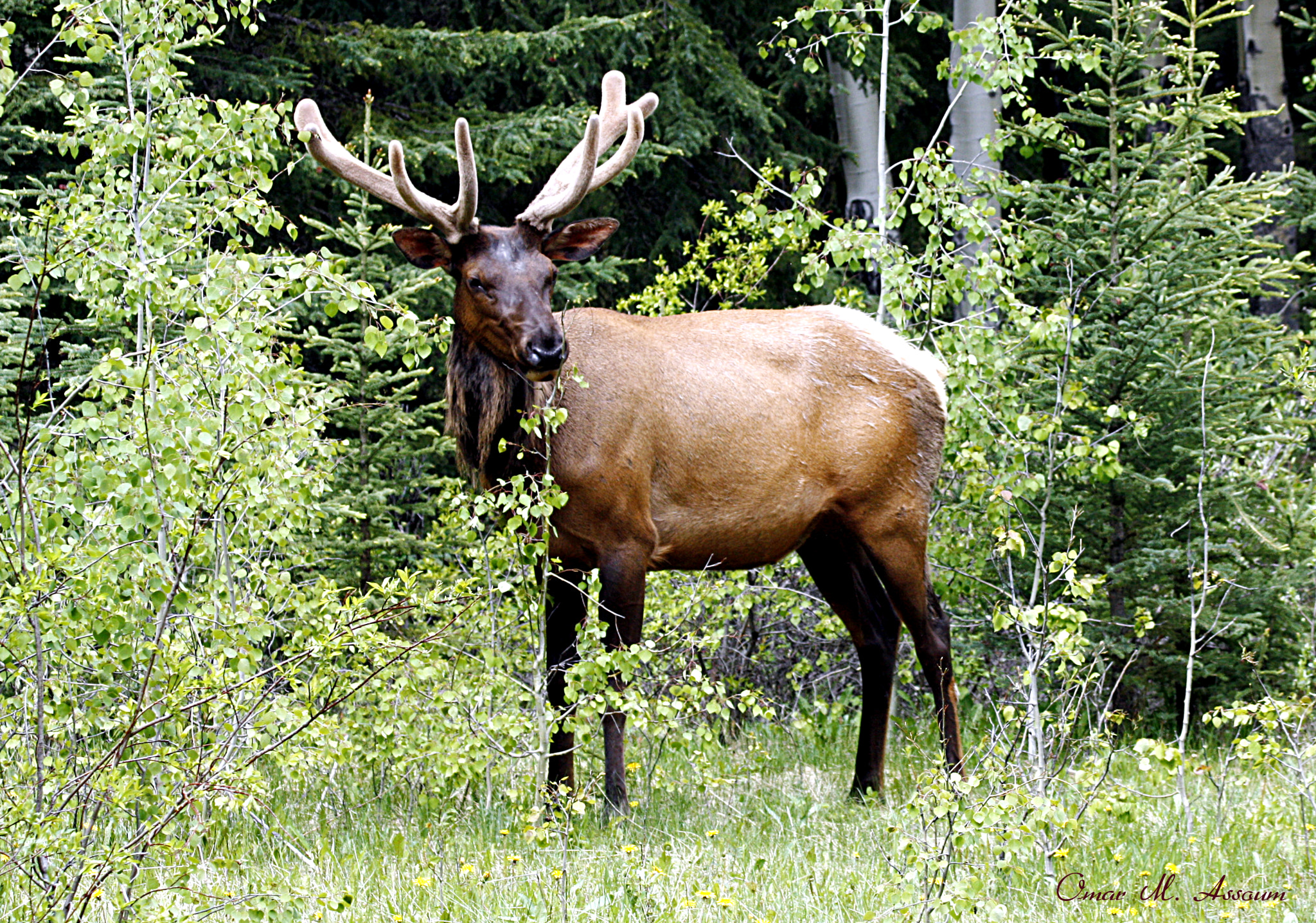 Canon EF 75-300mm F4.0-5.6 IS USM sample photo. Male canadian elk photography