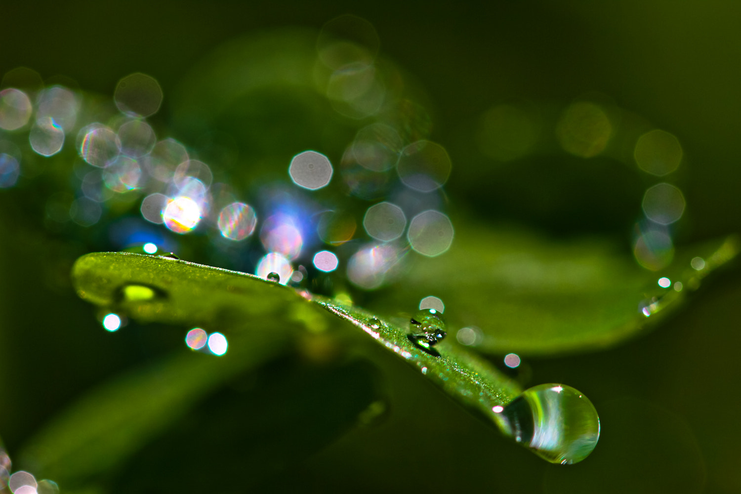 Canon EOS 7D + Canon EF 100mm F2.8 Macro USM sample photo. Raindrop illumination photography