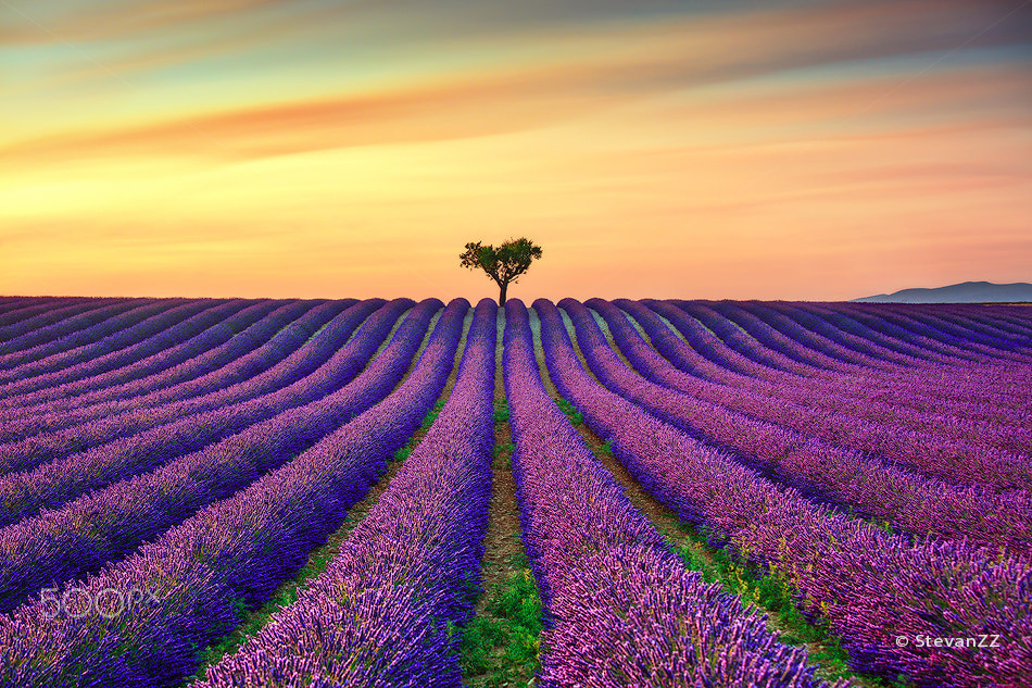 Canon EF 70-200mm F4L IS USM sample photo. Lavender and lonely trees uphill on sunset. provence, france photography