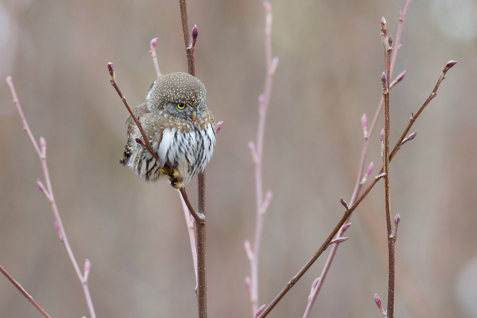 Nikon D7200 + Nikon AF-S Nikkor 500mm F4G ED VR sample photo. Northern pygmy-owl photography