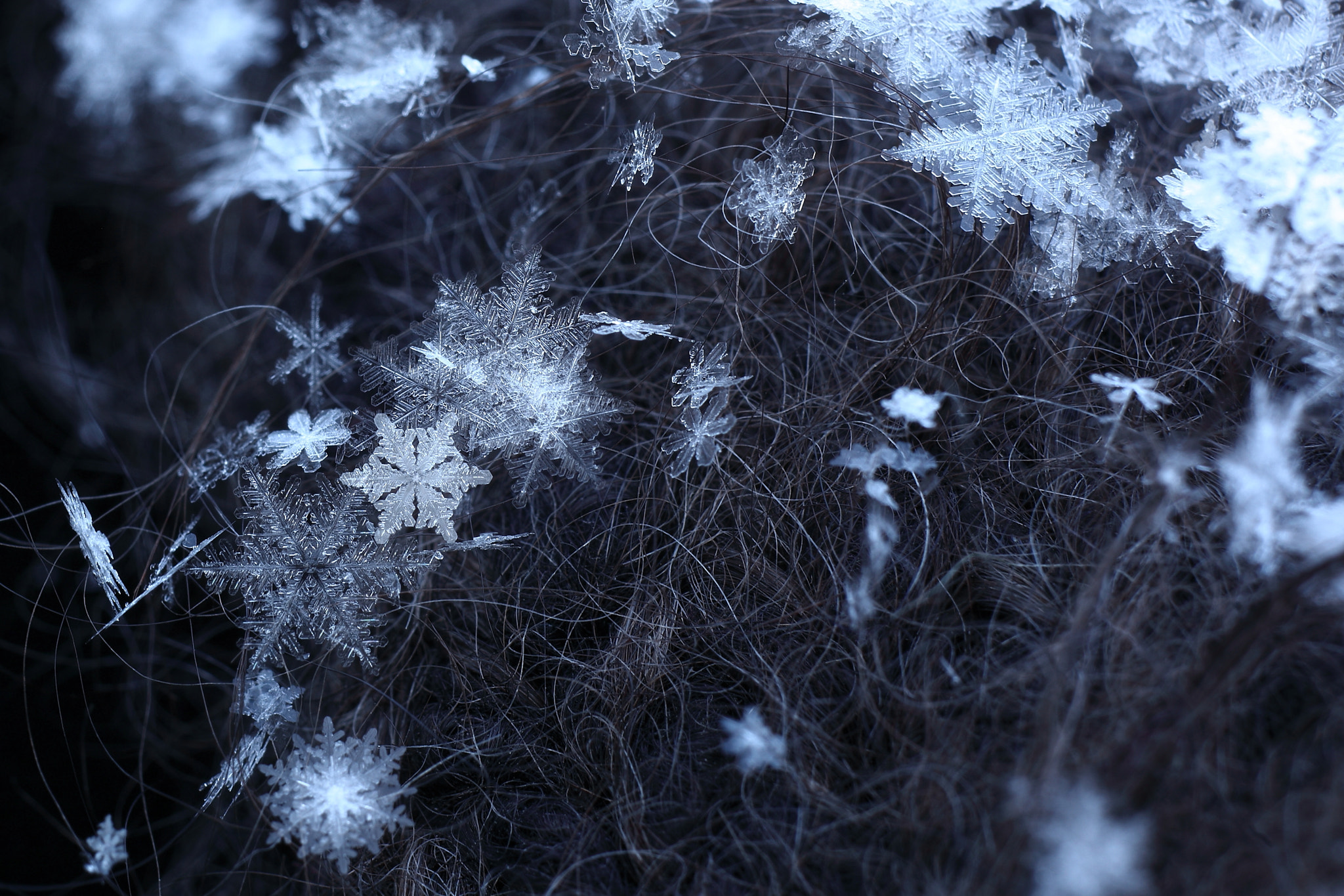 Canon EF 135mm F2L USM sample photo. Uniqueness photography