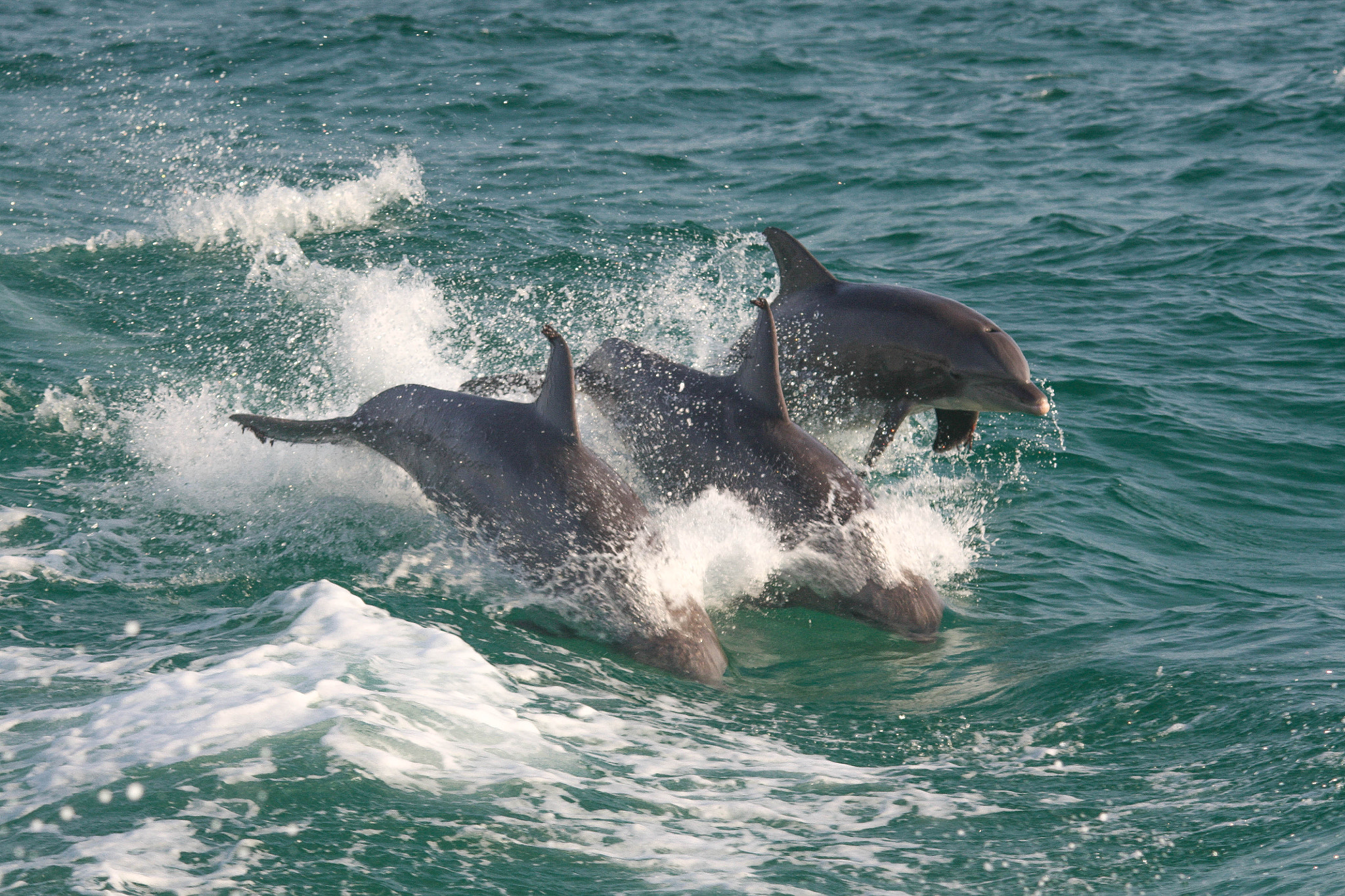 Sigma 150-500mm F5-6.3 DG OS HSM sample photo. Three dolphins flying photography