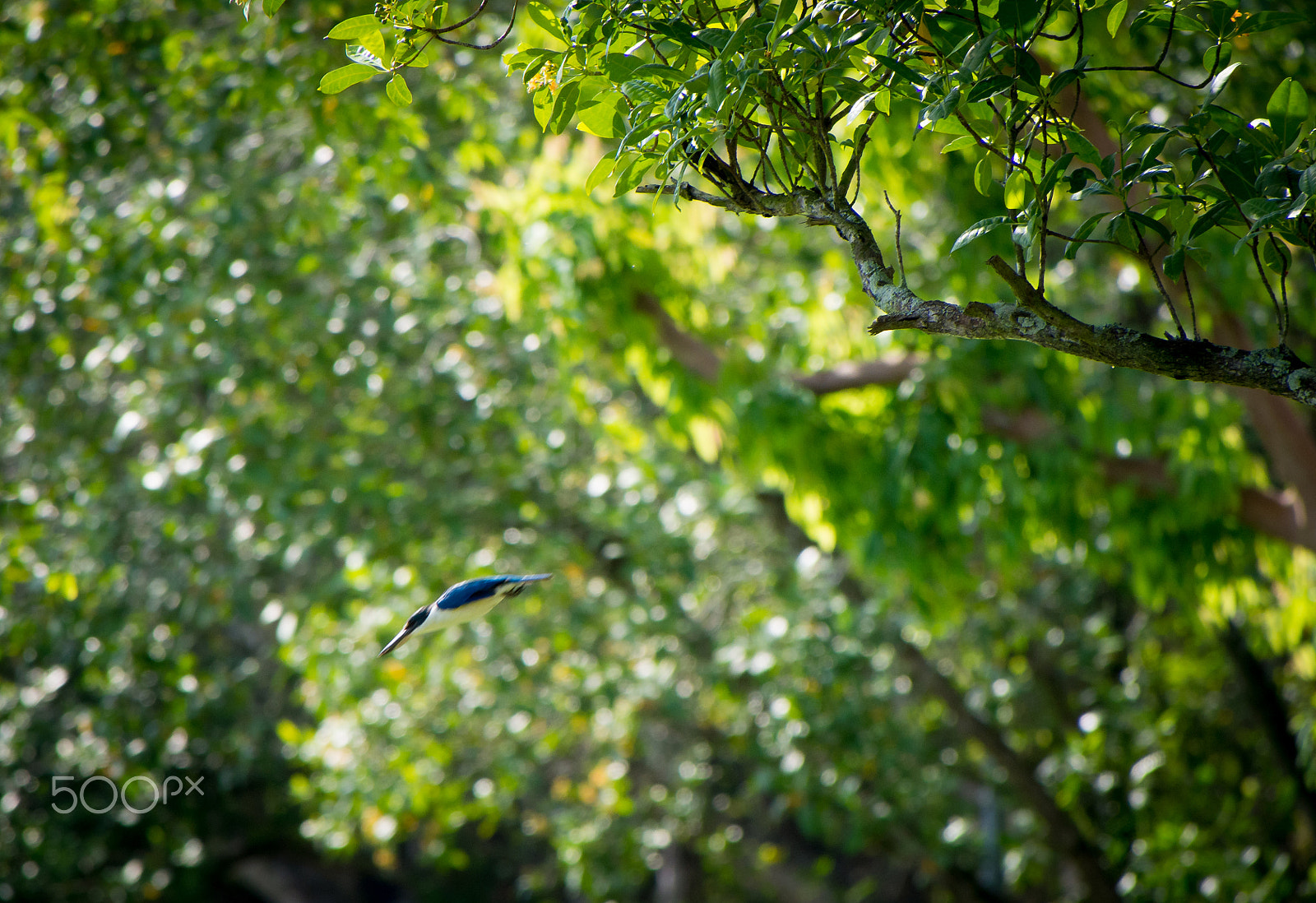 Olympus OM-D E-M5 sample photo. Collared kingfisher diving off photography