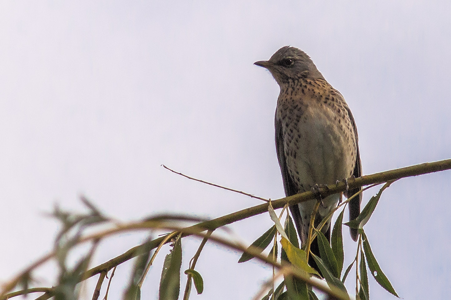 Canon EF 300mm F4L IS USM sample photo. Wacholderdrossel photography
