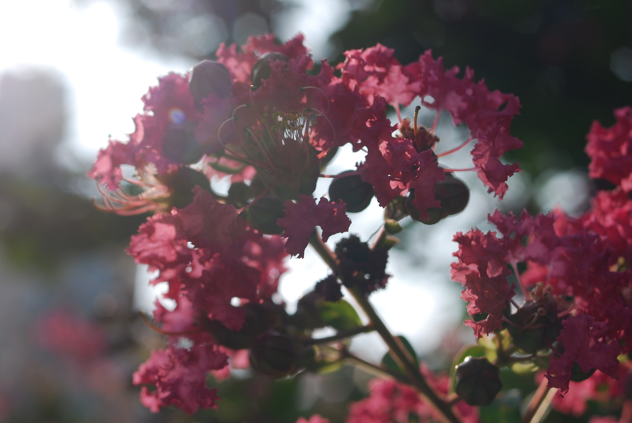 AF Zoom-Nikkor 35-70mm f/3.3-4.5 N sample photo