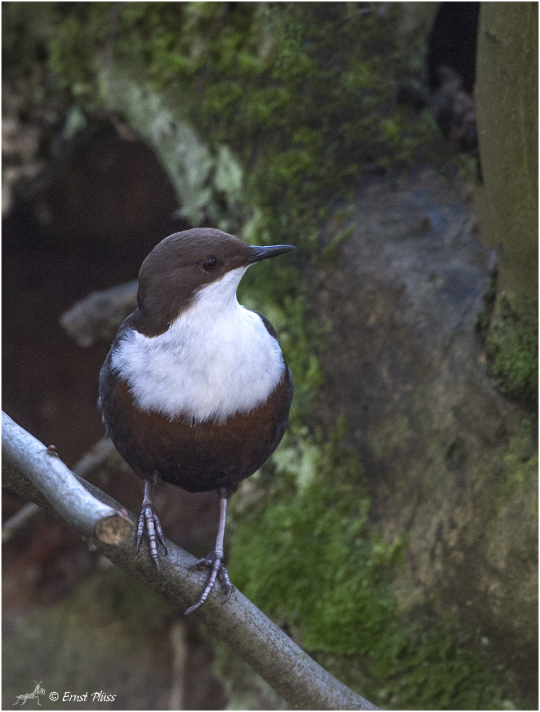 Nikon D4 sample photo. White-throated dipper photography