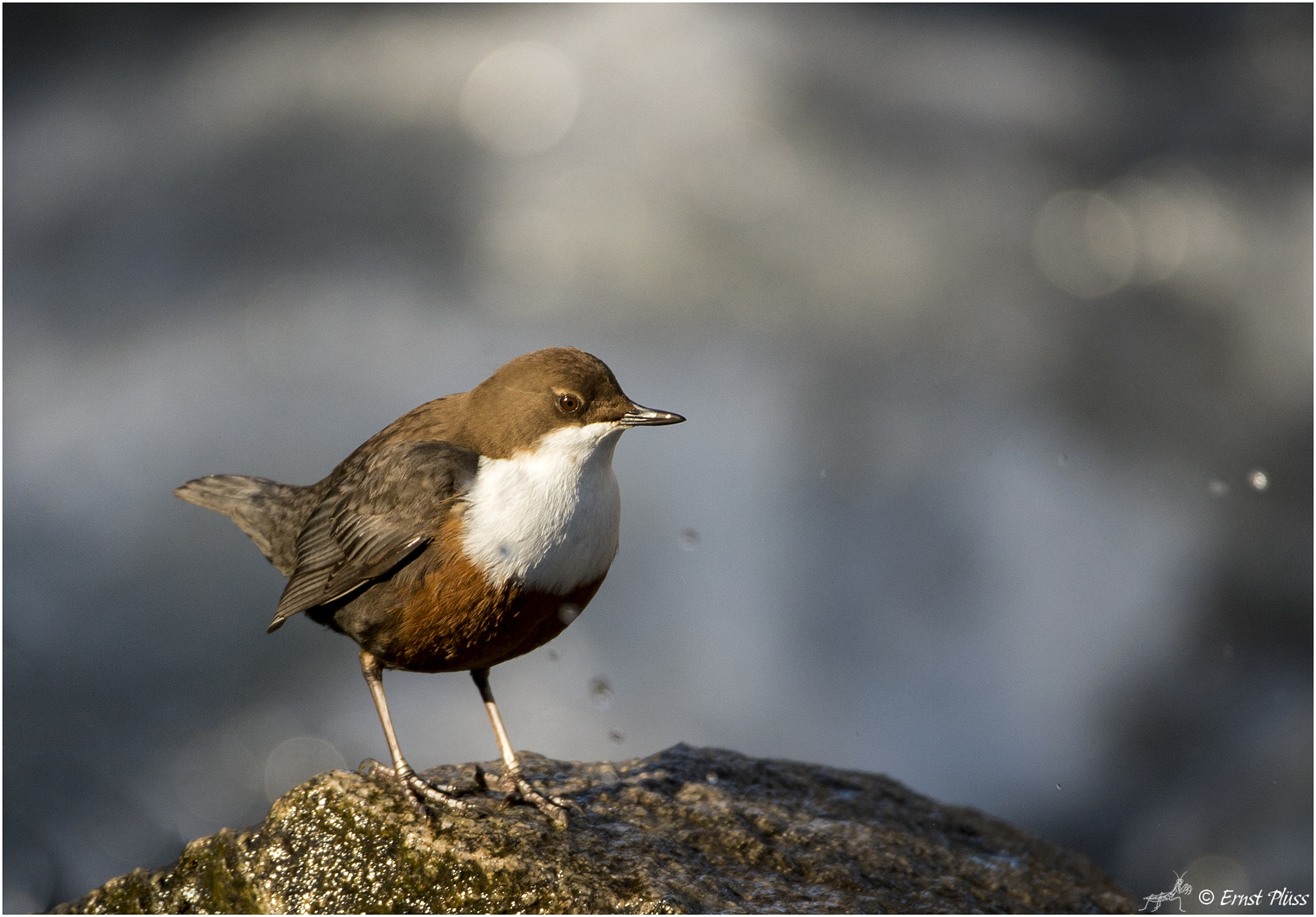 Nikon D4 sample photo. White-throated dipper photography