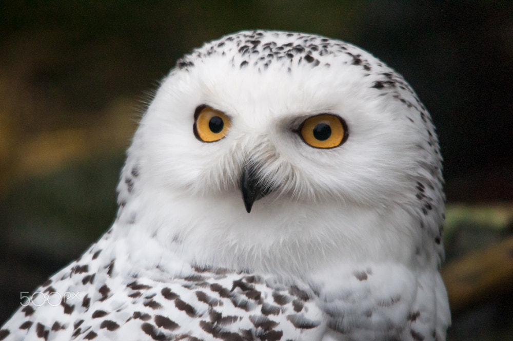 Sigma 150-500mm F5-6.3 DG OS HSM sample photo. Goldgelber blick photography