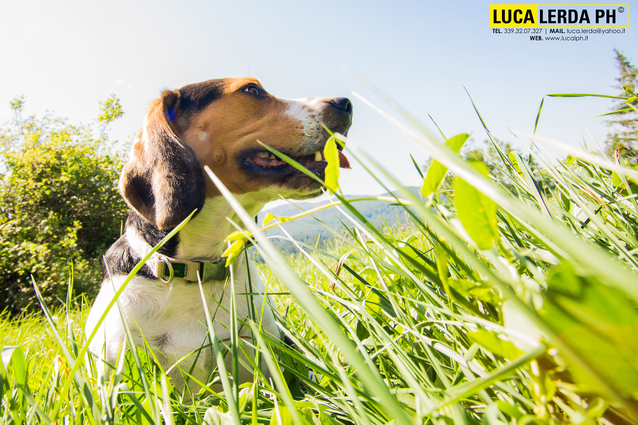 Sigma 20-40mm F2.8 sample photo. Snoopy in the mountain grass photography