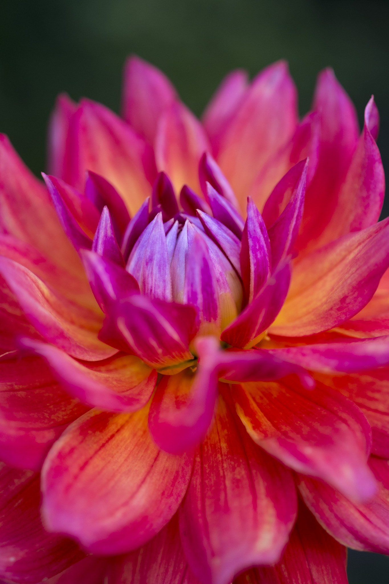 Fujifilm X-M1 + Fujifilm XF 60mm F2.4 R Macro sample photo. Margarets dahlia photography