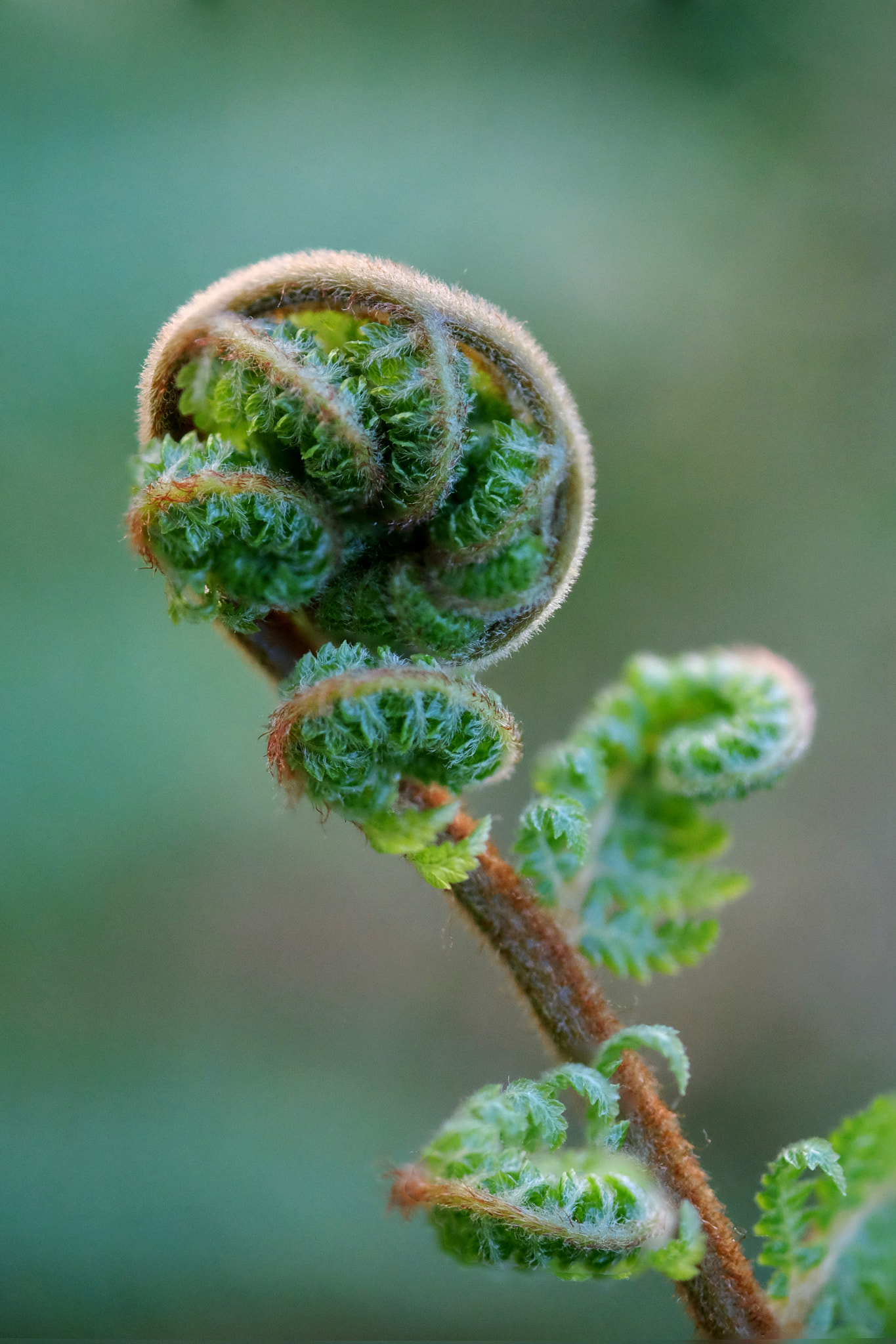 Fujifilm X-M1 + Fujifilm XF 60mm F2.4 R Macro sample photo. Ponga tree fern photography