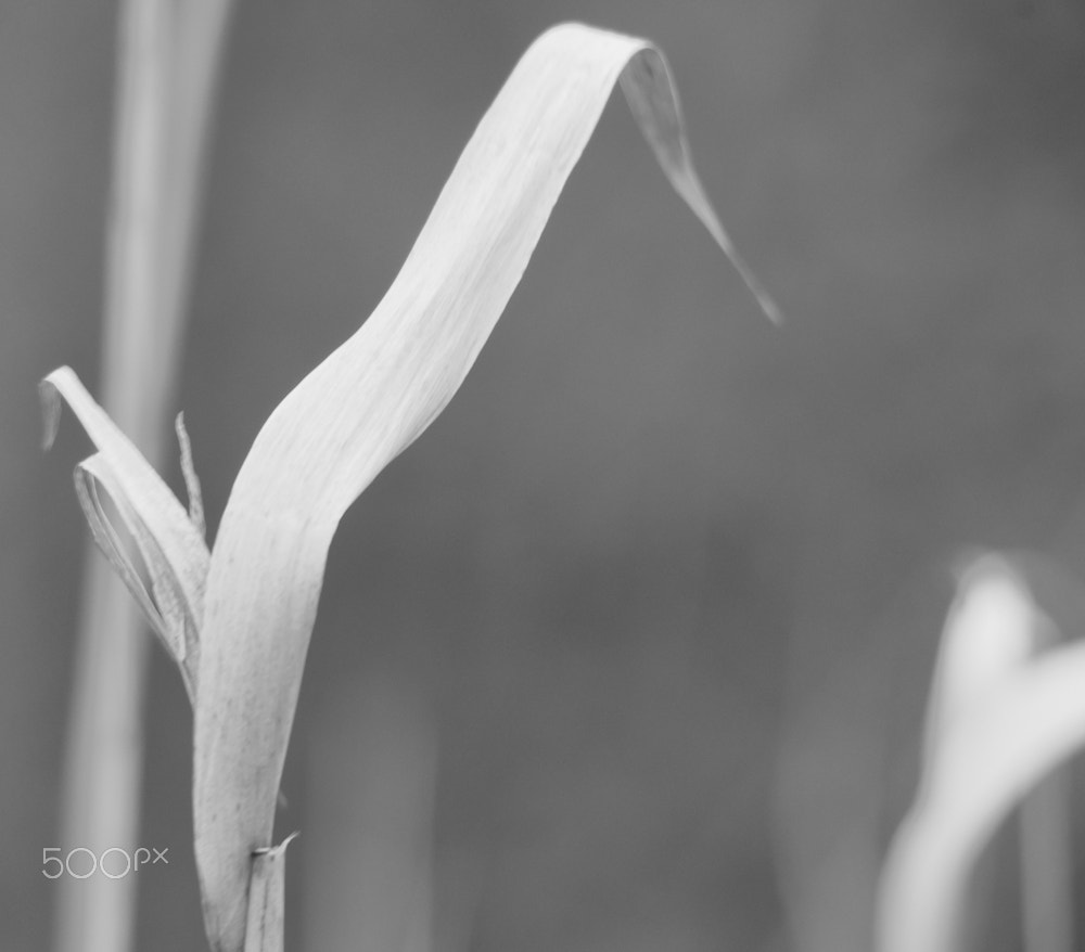 Sigma 150-500mm F5-6.3 DG OS HSM sample photo. Verblasst... photography