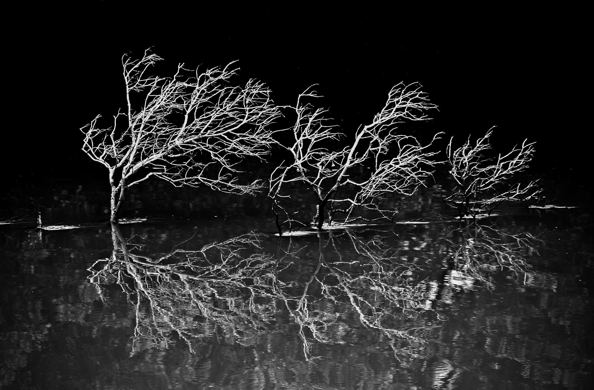 Canon EF 70-200mm F2.8L IS USM sample photo. Parramatta river photography