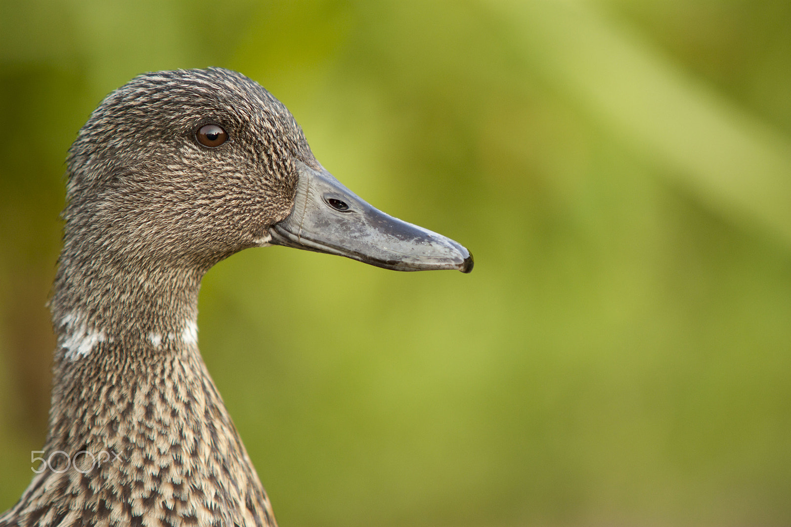 Sigma 70-200mm F2.8 EX DG OS HSM sample photo. Mallard plumage photography