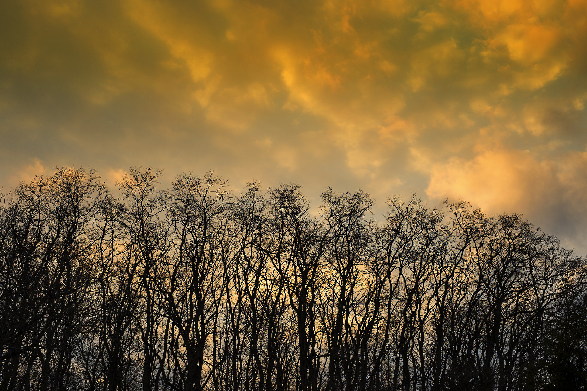 Nikon Df + ZEISS Milvus 50mm F1.4 sample photo. Winter sky photography