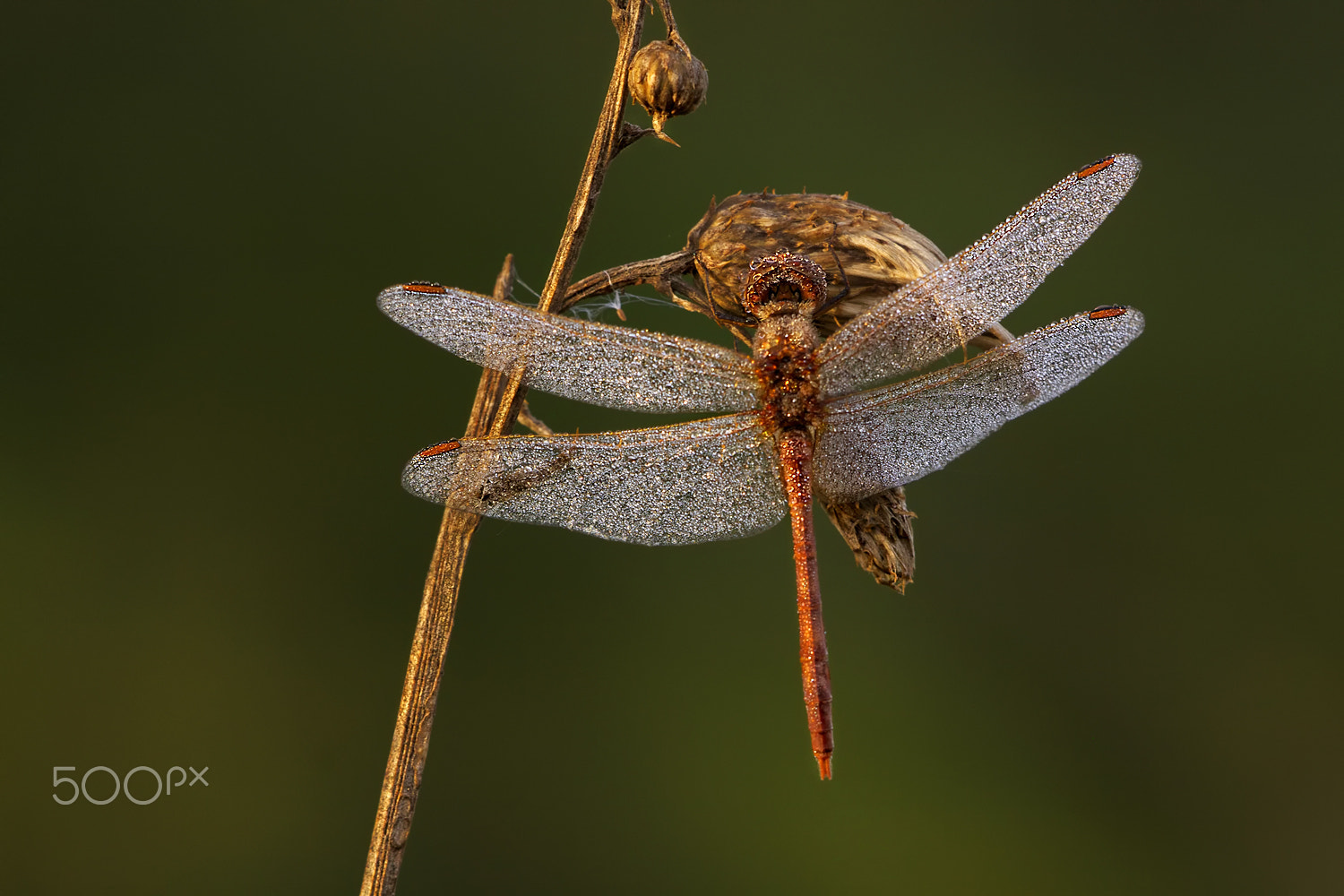 Sigma APO Macro 150mm f/2.8 EX DG HSM sample photo. Dragonfly's dream photography
