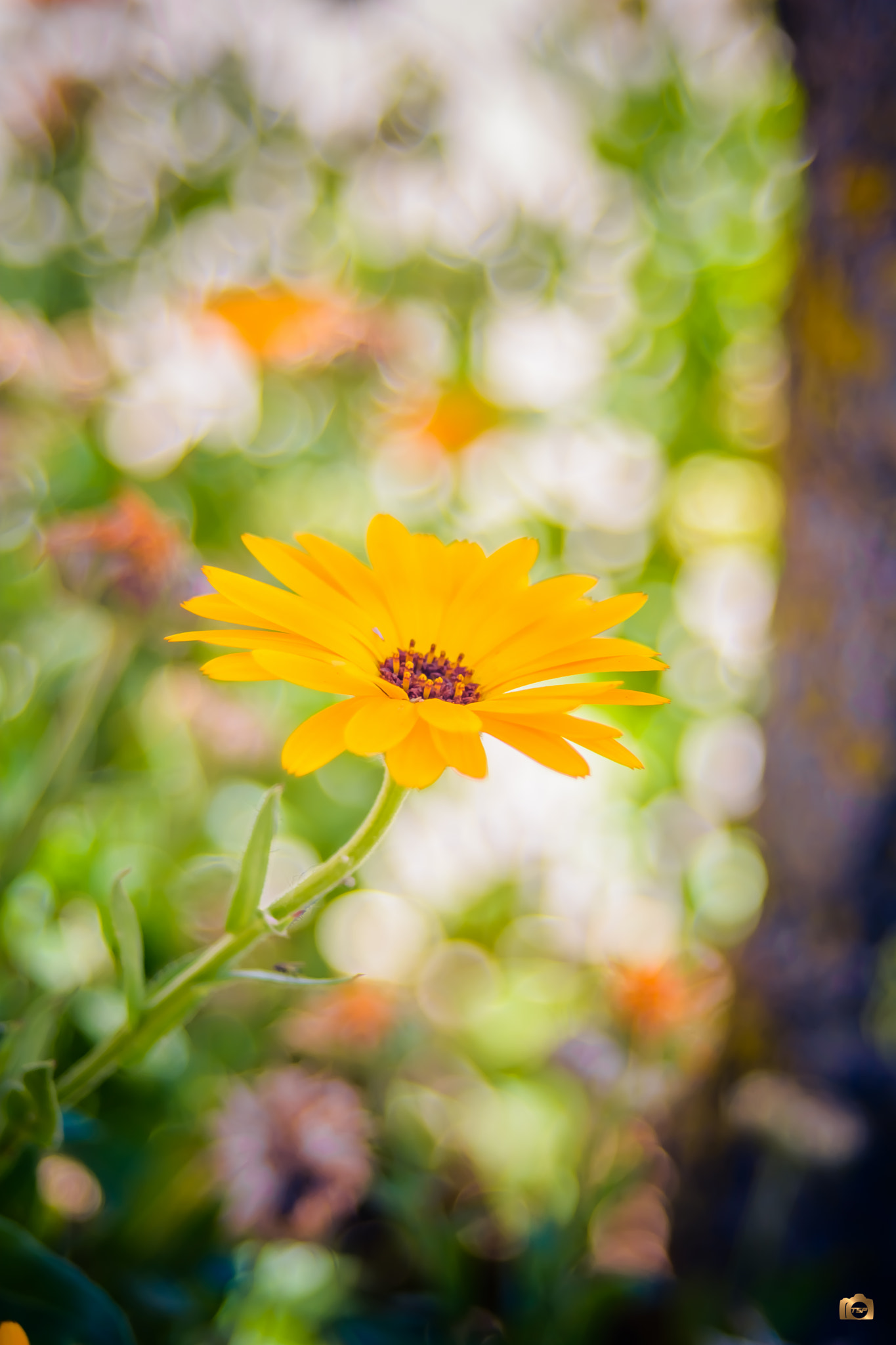 AF Zoom-Nikkor 28-70mm f/3.5-4.5 sample photo. Flower-power series photography