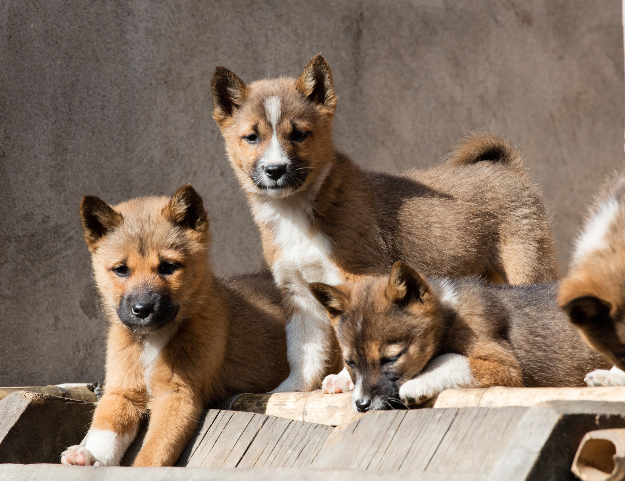 Canon EOS 5DS + Canon EF 70-200mm F4L USM sample photo. Puppies in nagaland, india photography