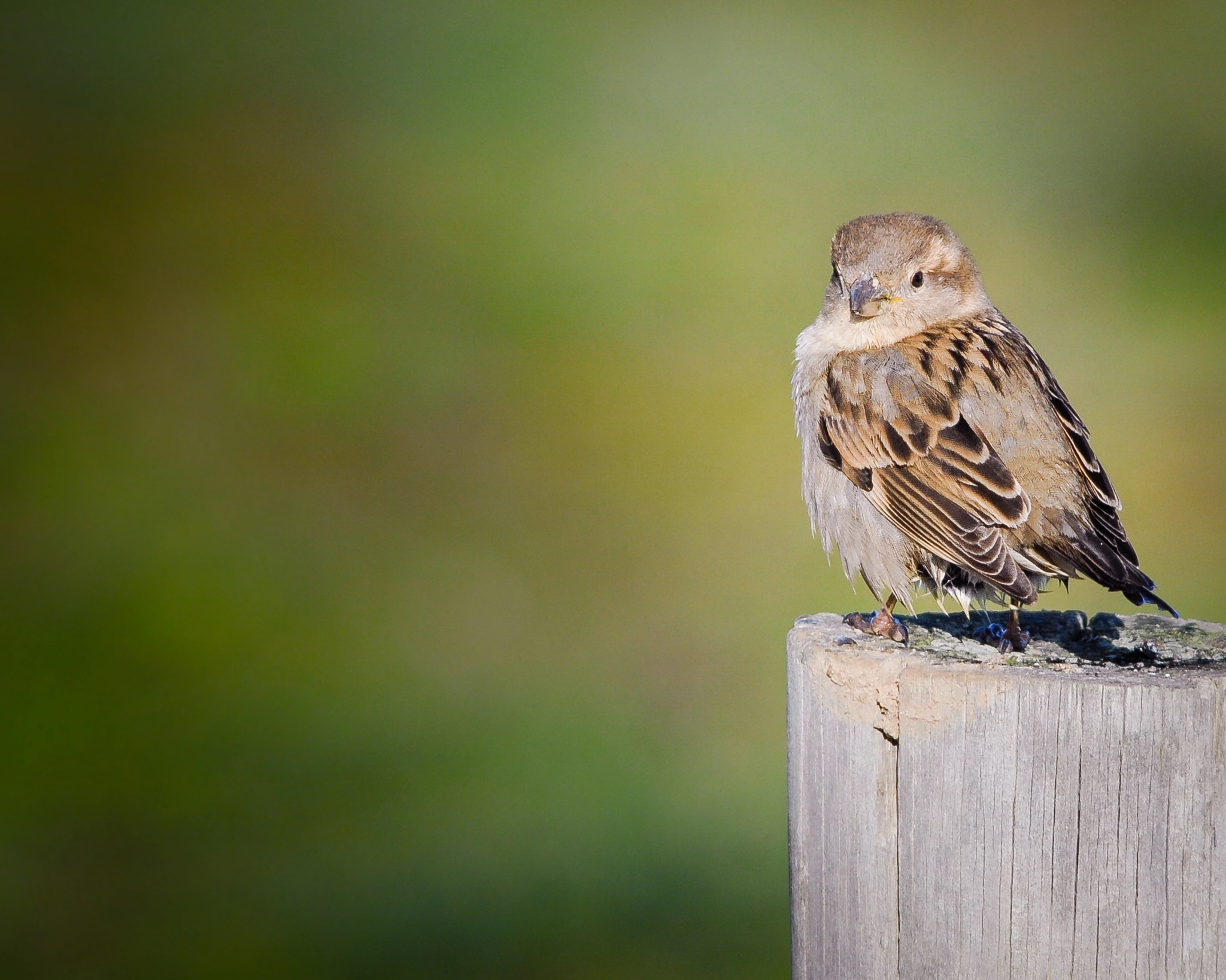 Nikon AF-S Nikkor 300mm F2.8G ED VR II sample photo. Gorrion comun, passer domesticus photography