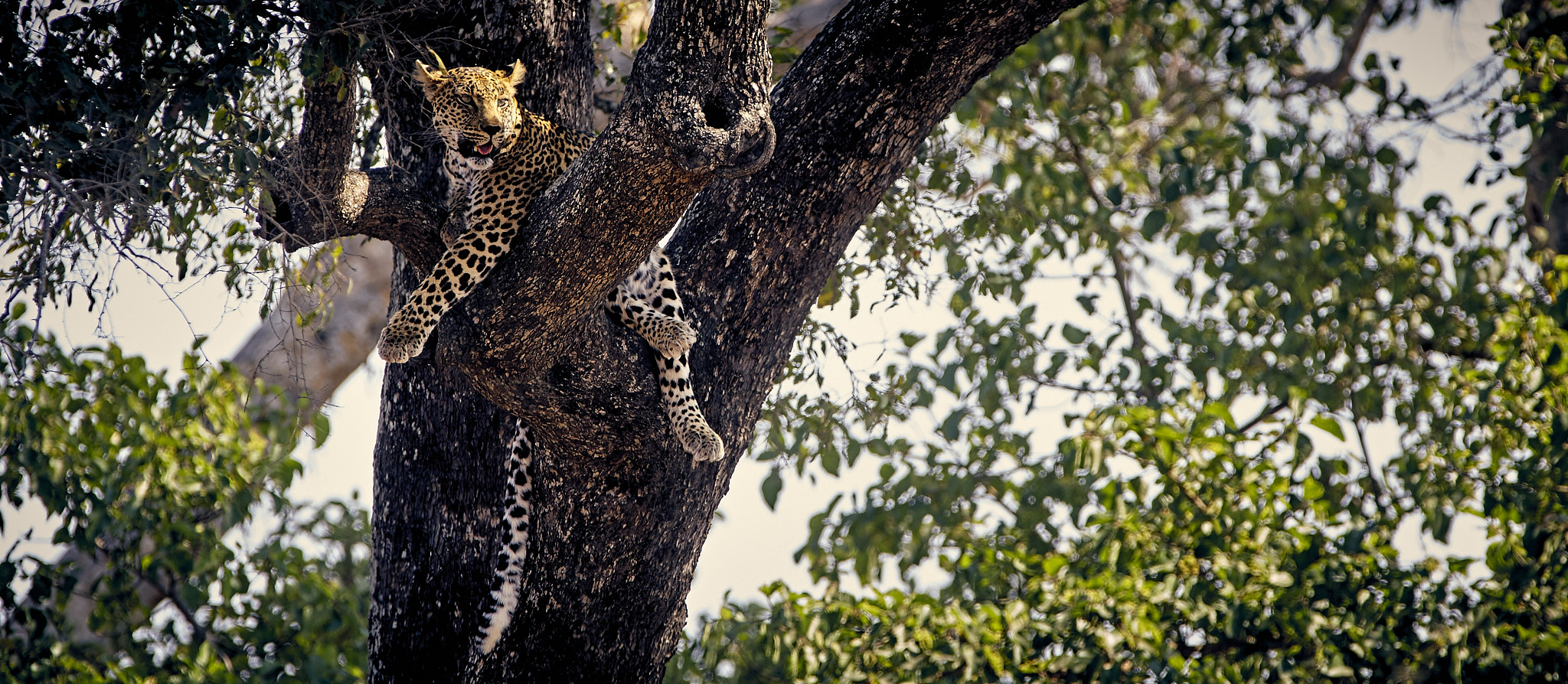 Canon EF 300mm f/2.8L + 1.4x sample photo. Leopard photography