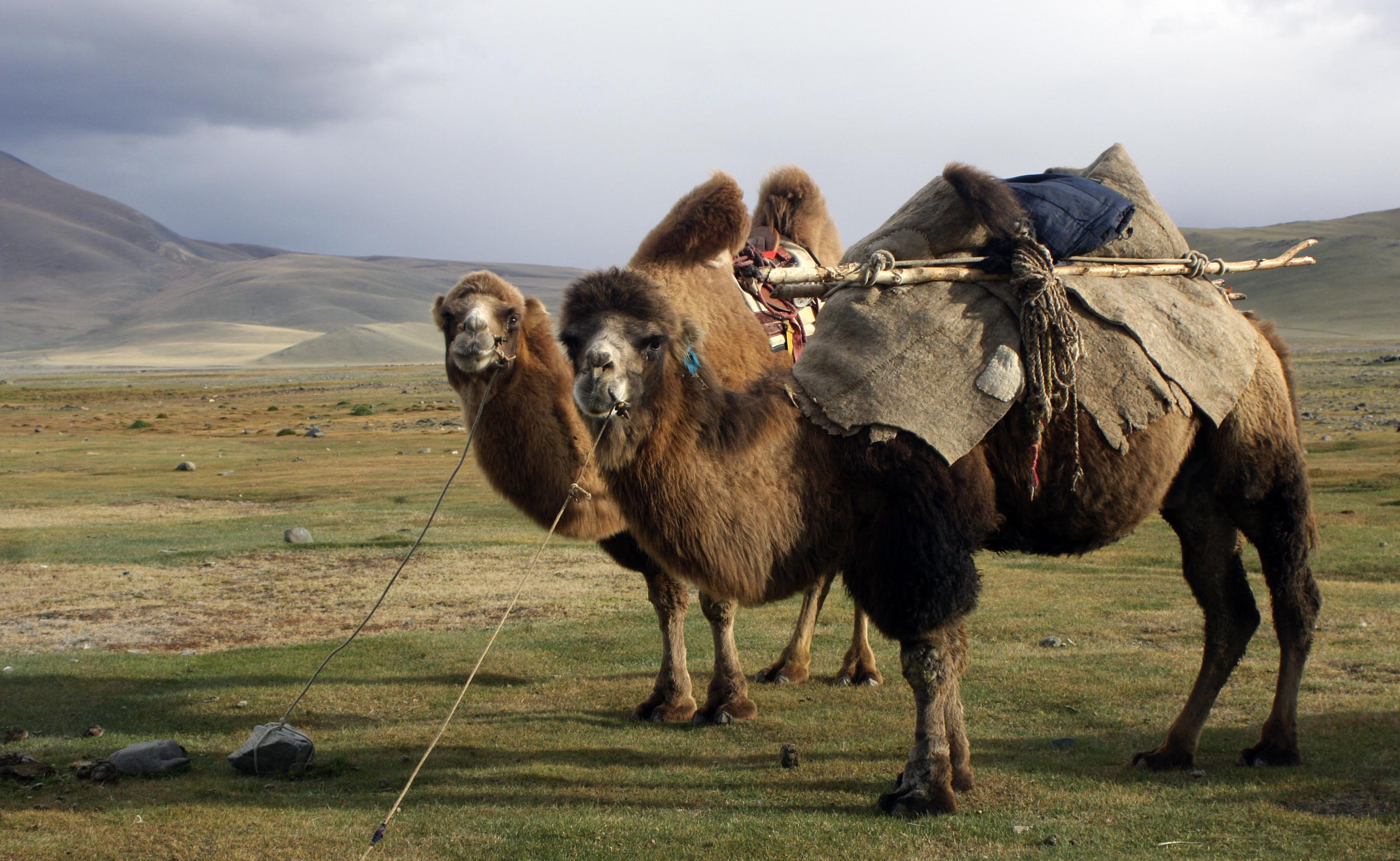 Canon EF 28-80mm f/3.5-5.6 sample photo. Camels, mongolia photography