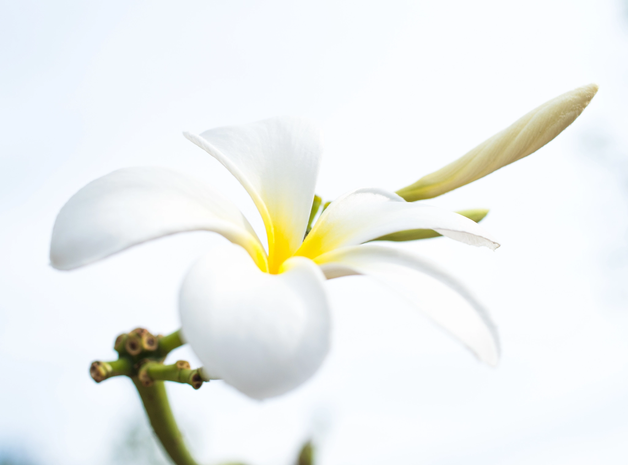 Pentax K-S2 + HD Pentax DA 35mm F2.8 Macro Limited sample photo. Plumeria flower. hawaiian frangipani flowers. photography