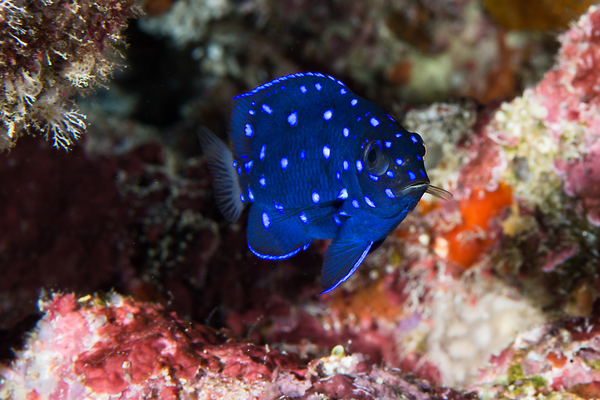Nikon AF-S Micro-Nikkor 60mm F2.8G ED sample photo. Juvenile jewel damselfish photography
